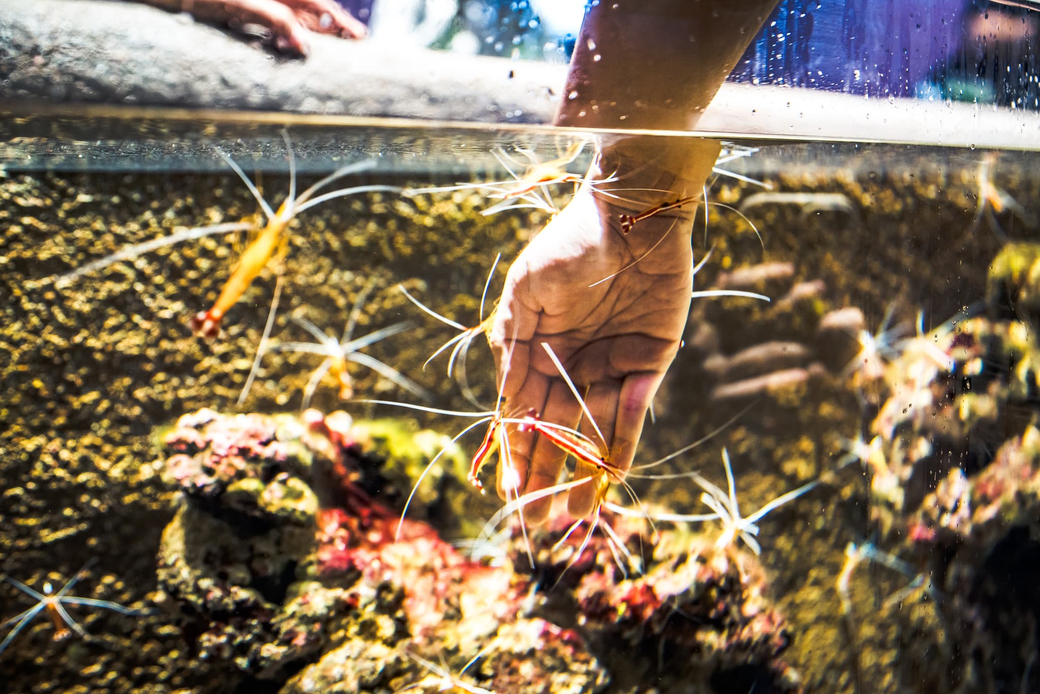 Singapore Oceanarium Ticket - image 16