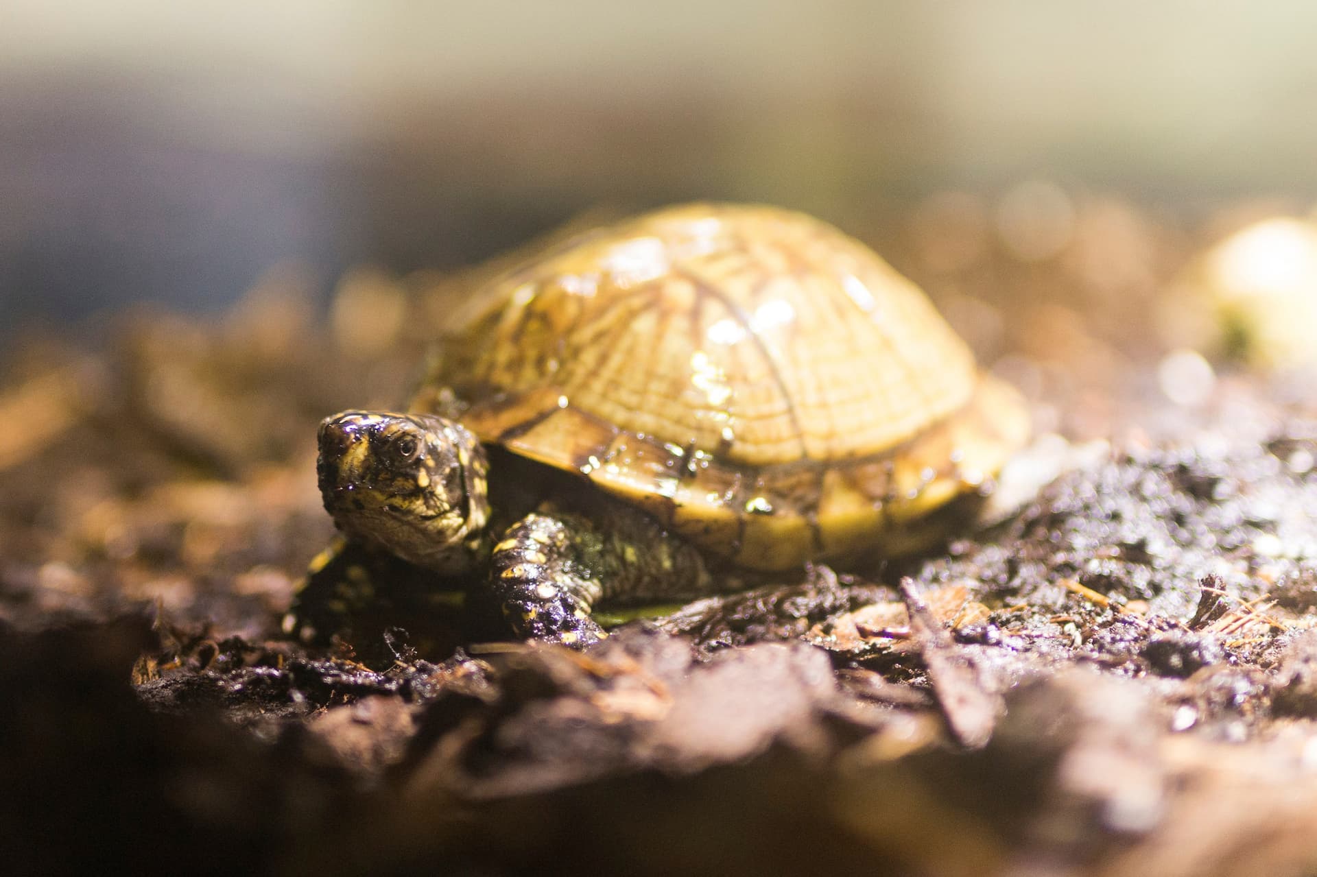 SEA LIFE Munich Aquarium Ticket - image 7