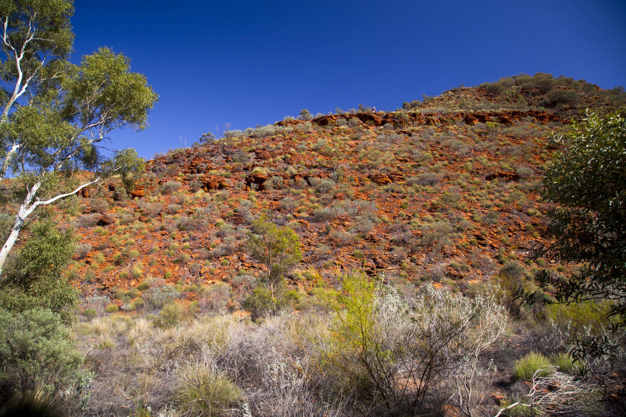 Palm Valley Outback Safari 4WD Tour - image 4