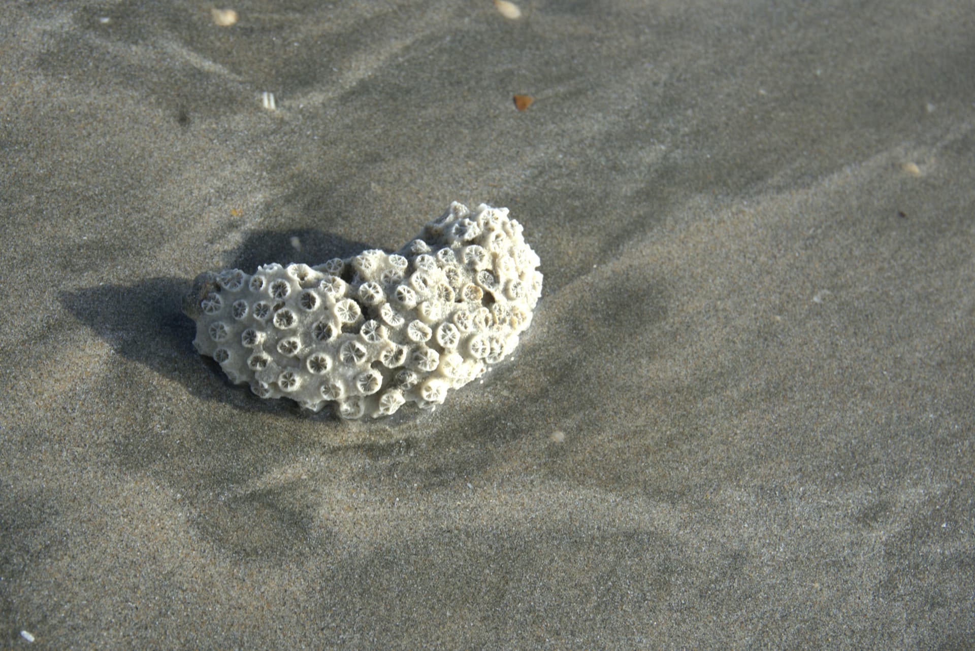 Desaru Beach and Tide Pool Walk - image 21