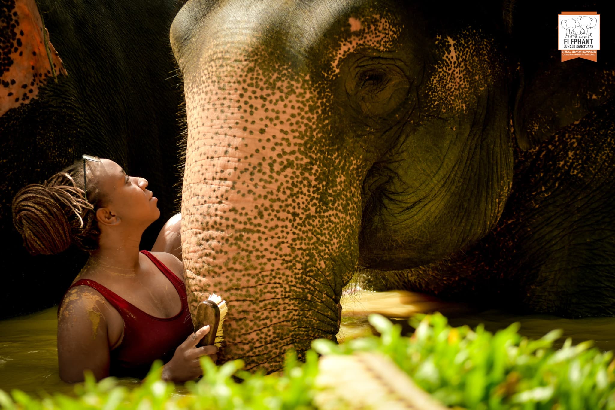 Elephant Jungle Sanctuary Phuket - image 18