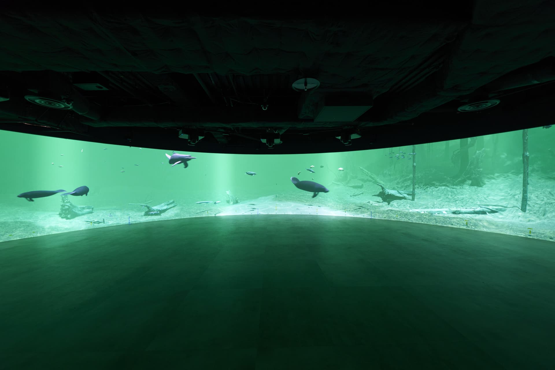 Entrada para el Acuario Kawasaki - imagen 10