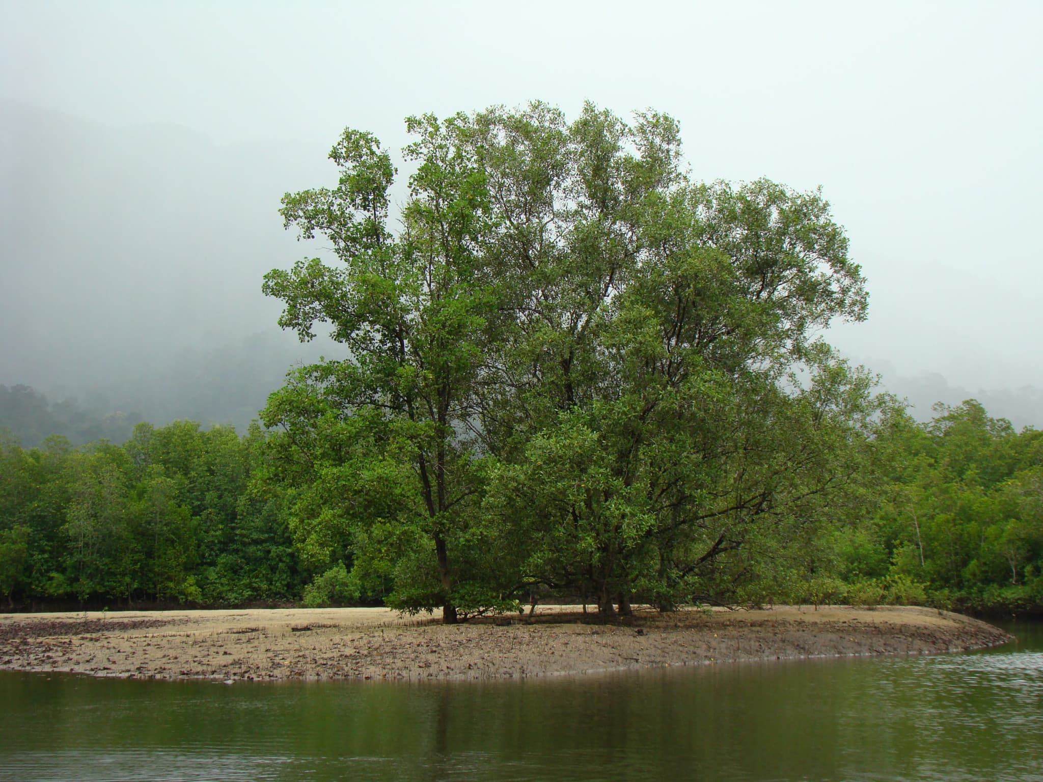 Langkawi Mangrove River Cruise and Snorkeling - image 5