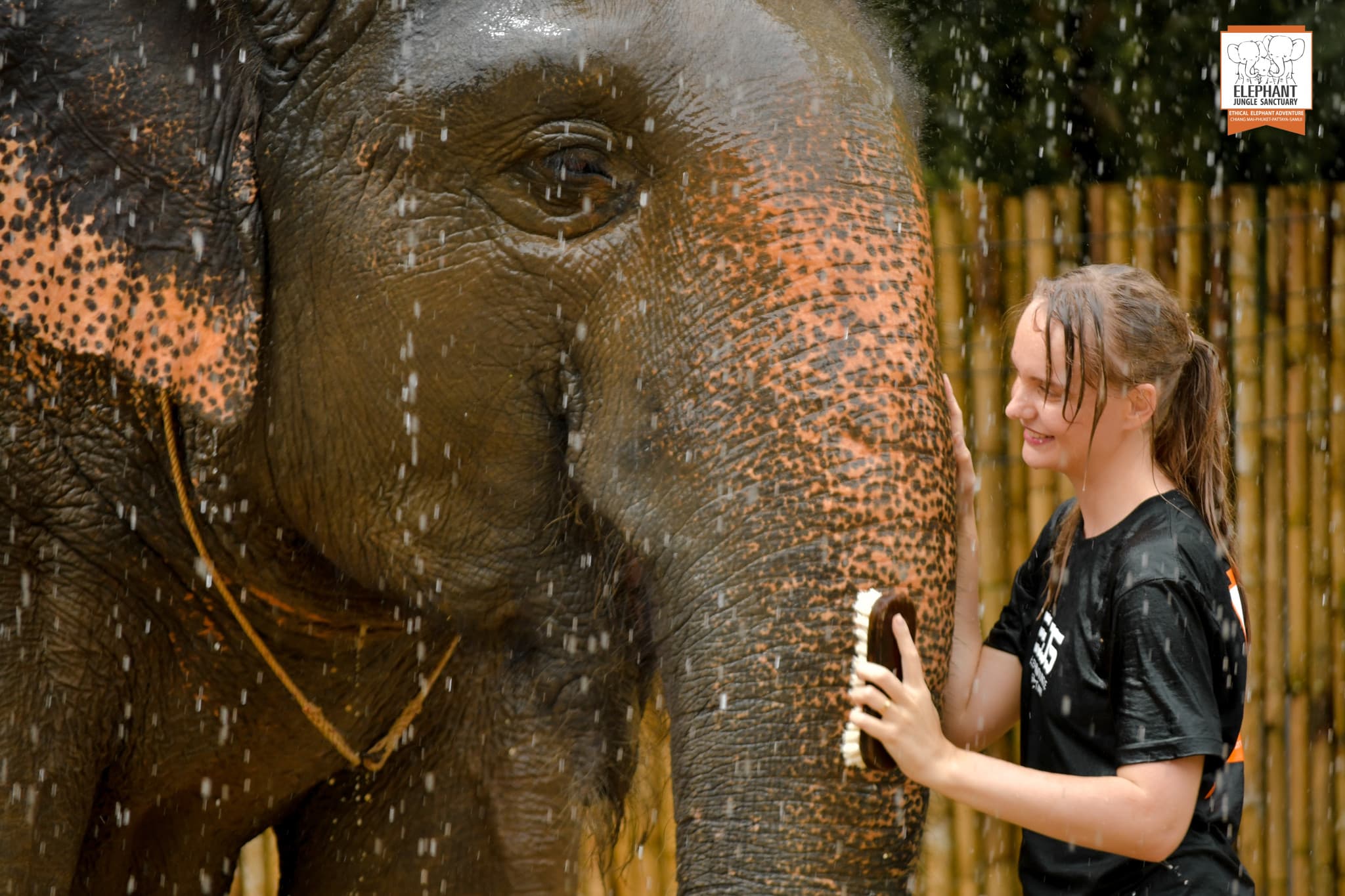 Elephant Jungle Sanctuary Phuket - image 14
