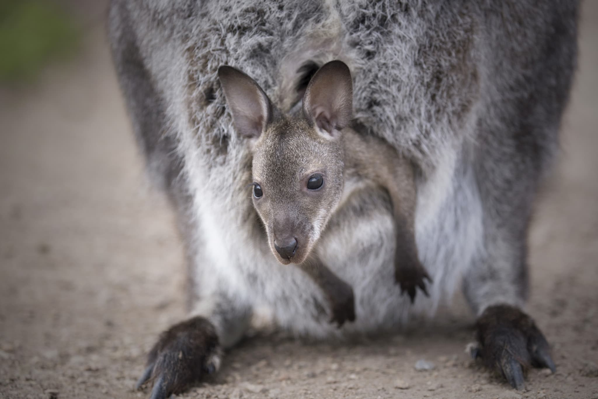 Moonlit Sanctuary Wildlife Conservation Park Ticket - image 10
