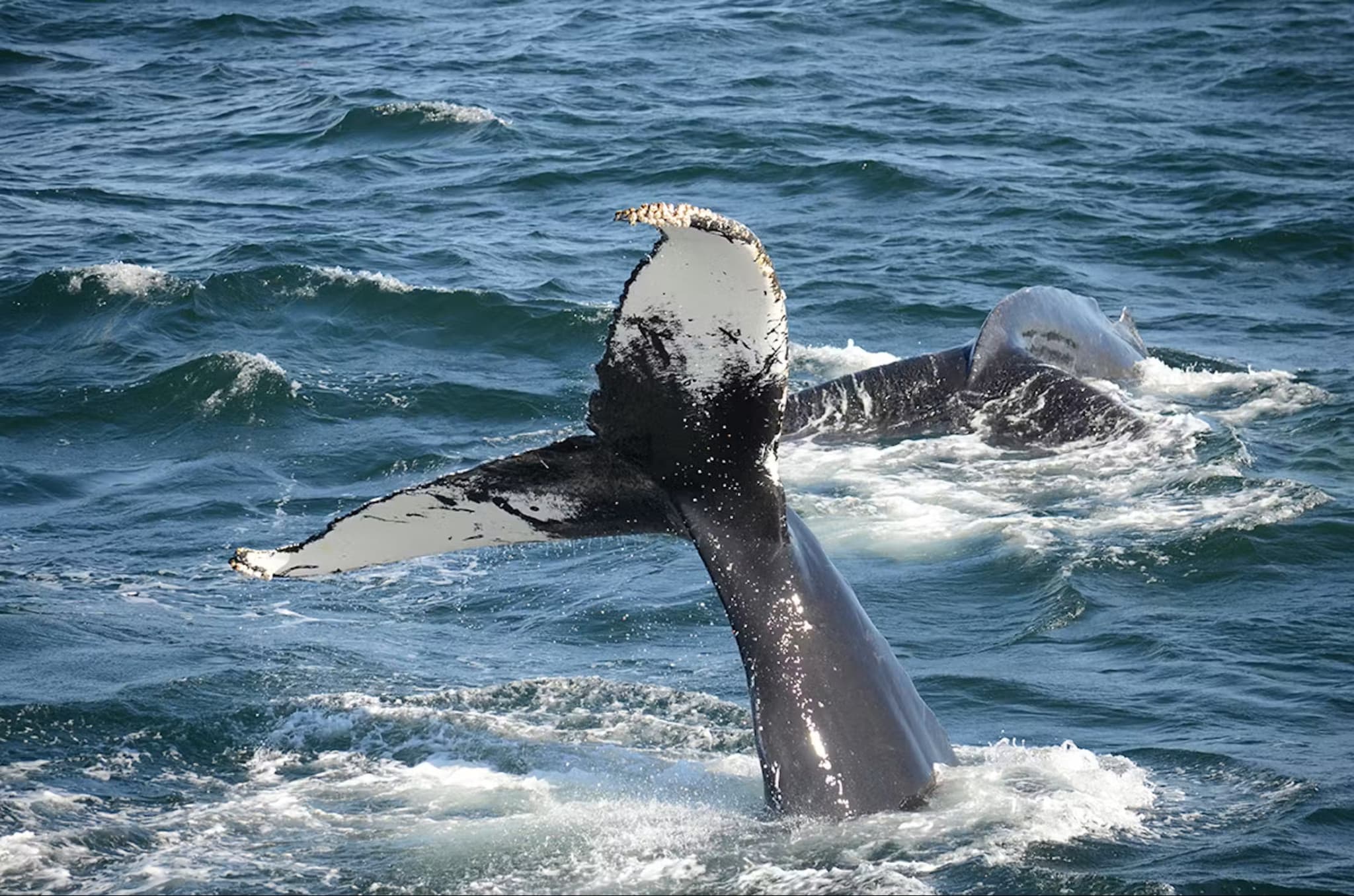 Boston Harbor Whale Watch Cruise - image 4
