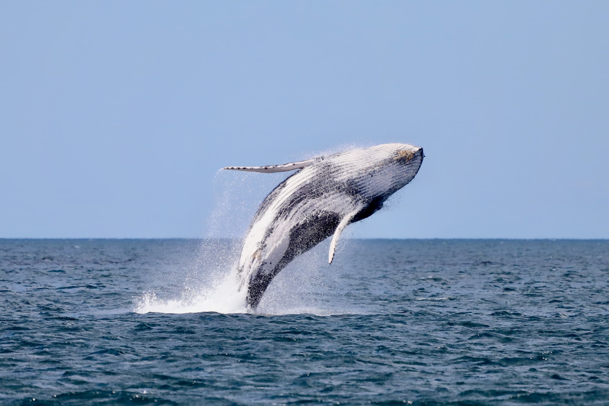 Newcastle Whale Watching Cruise aboard CoastXP - image 6