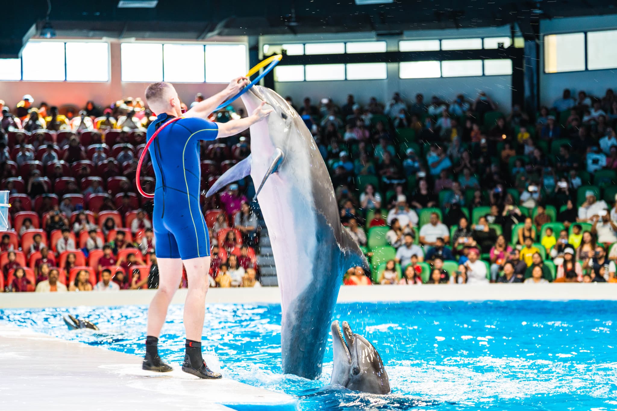 Dubai Dolphinarium Ticket - image 5