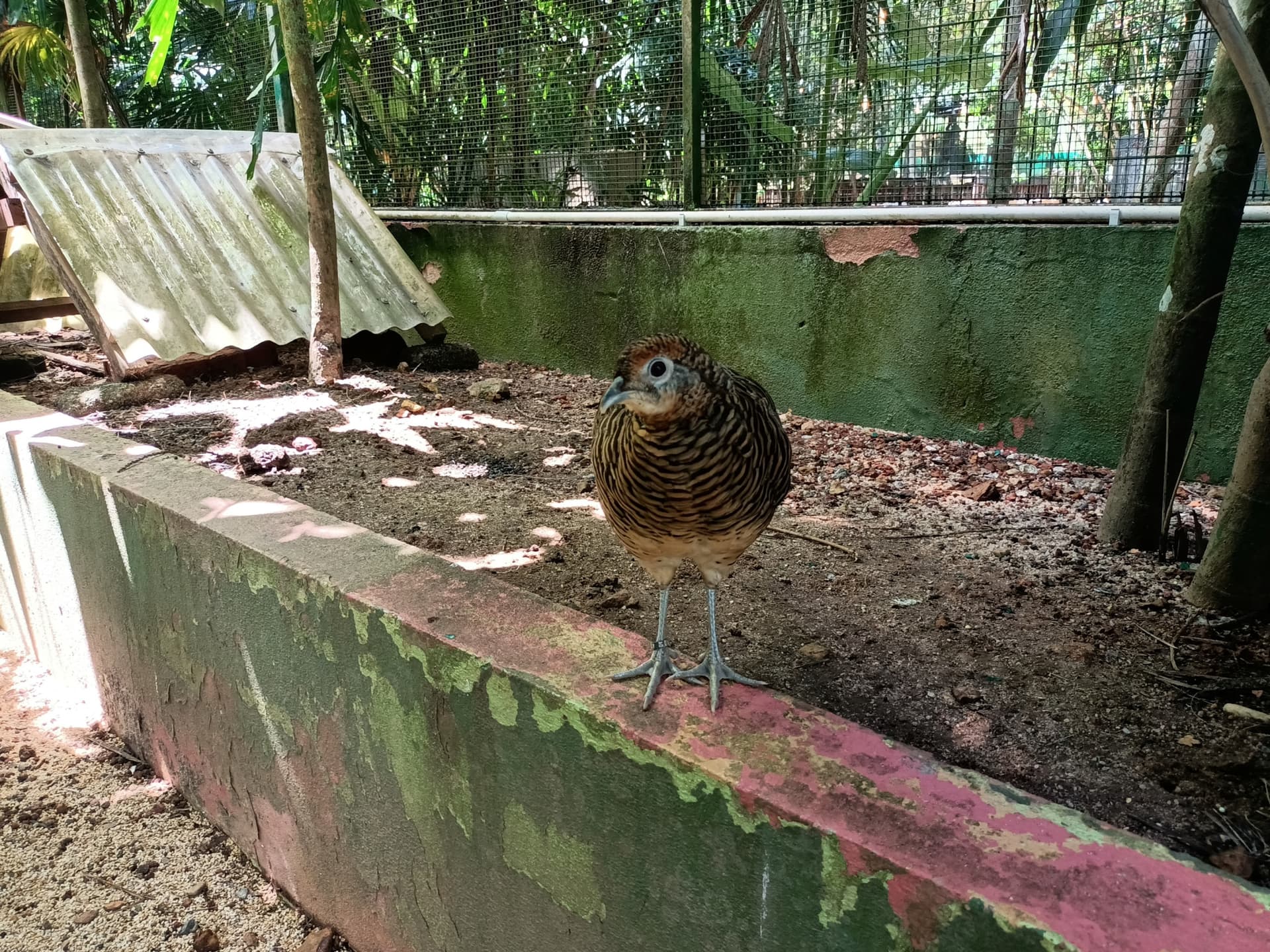 Langkawi Wildlife Park - image 11