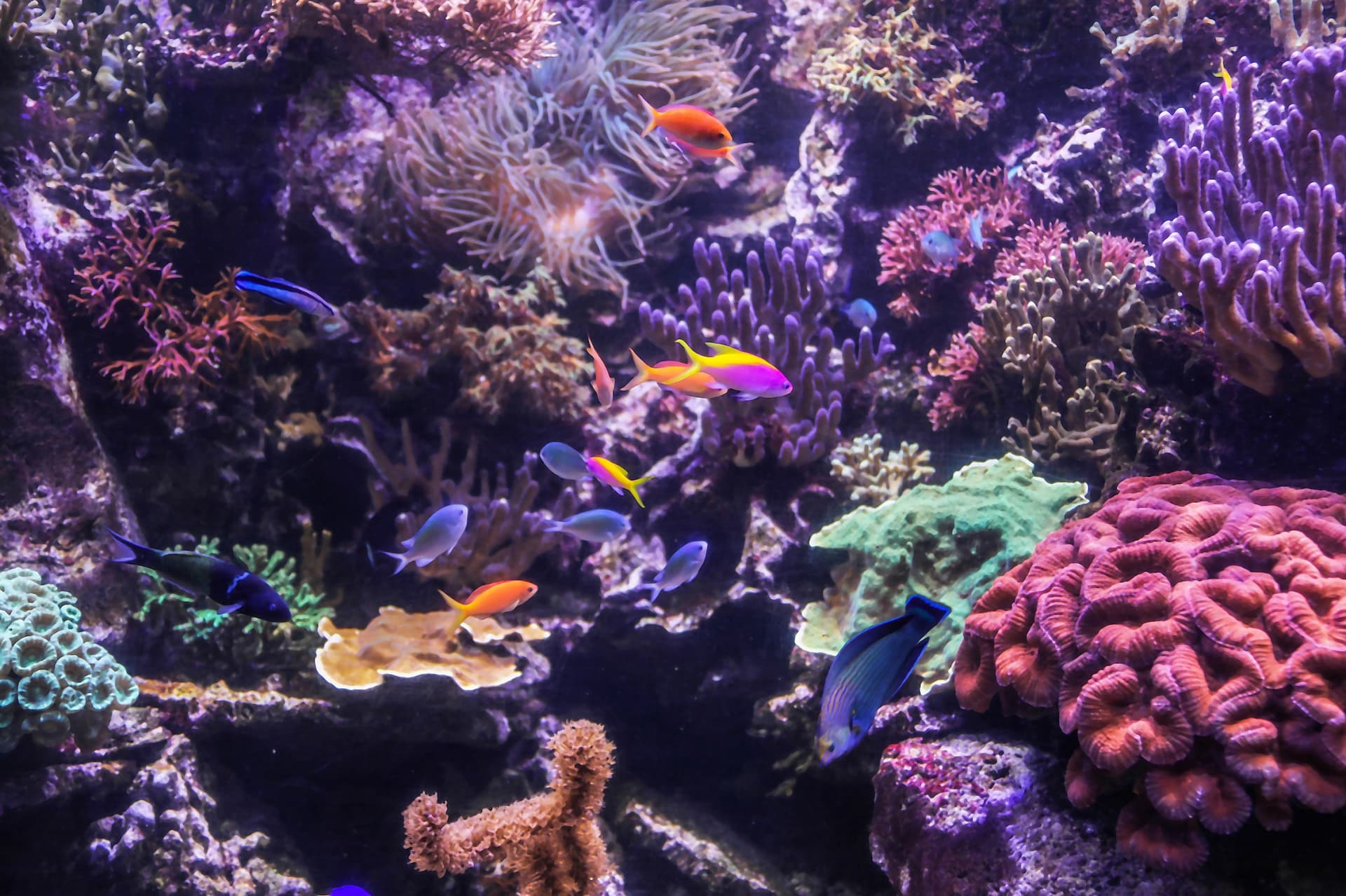 Entrada al acuario SEA LIFE Hannover - imagen 7