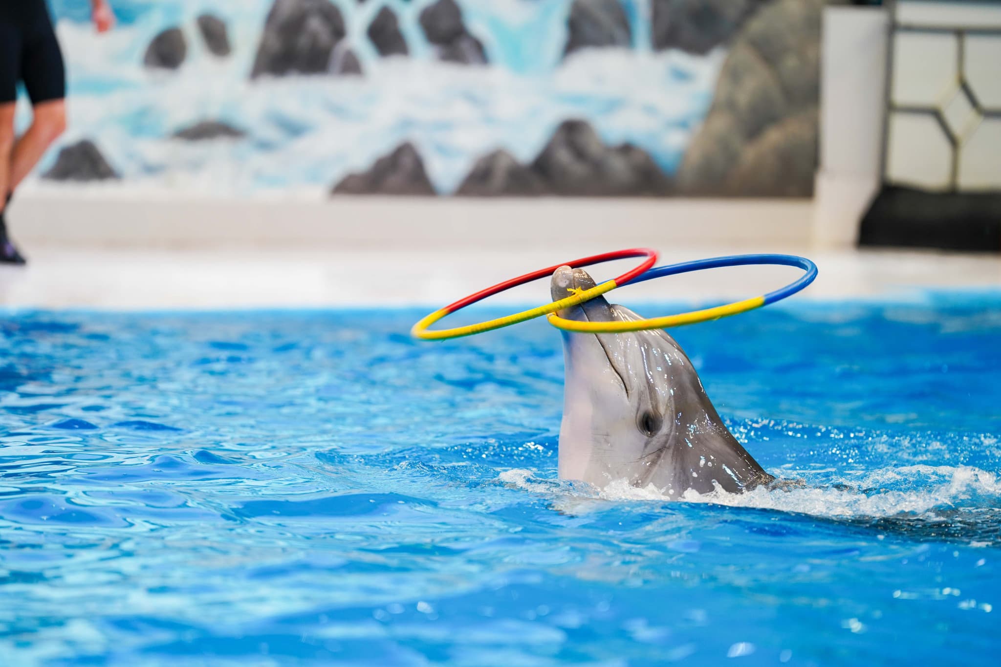 Dubai Dolphinarium Ticket - image 7