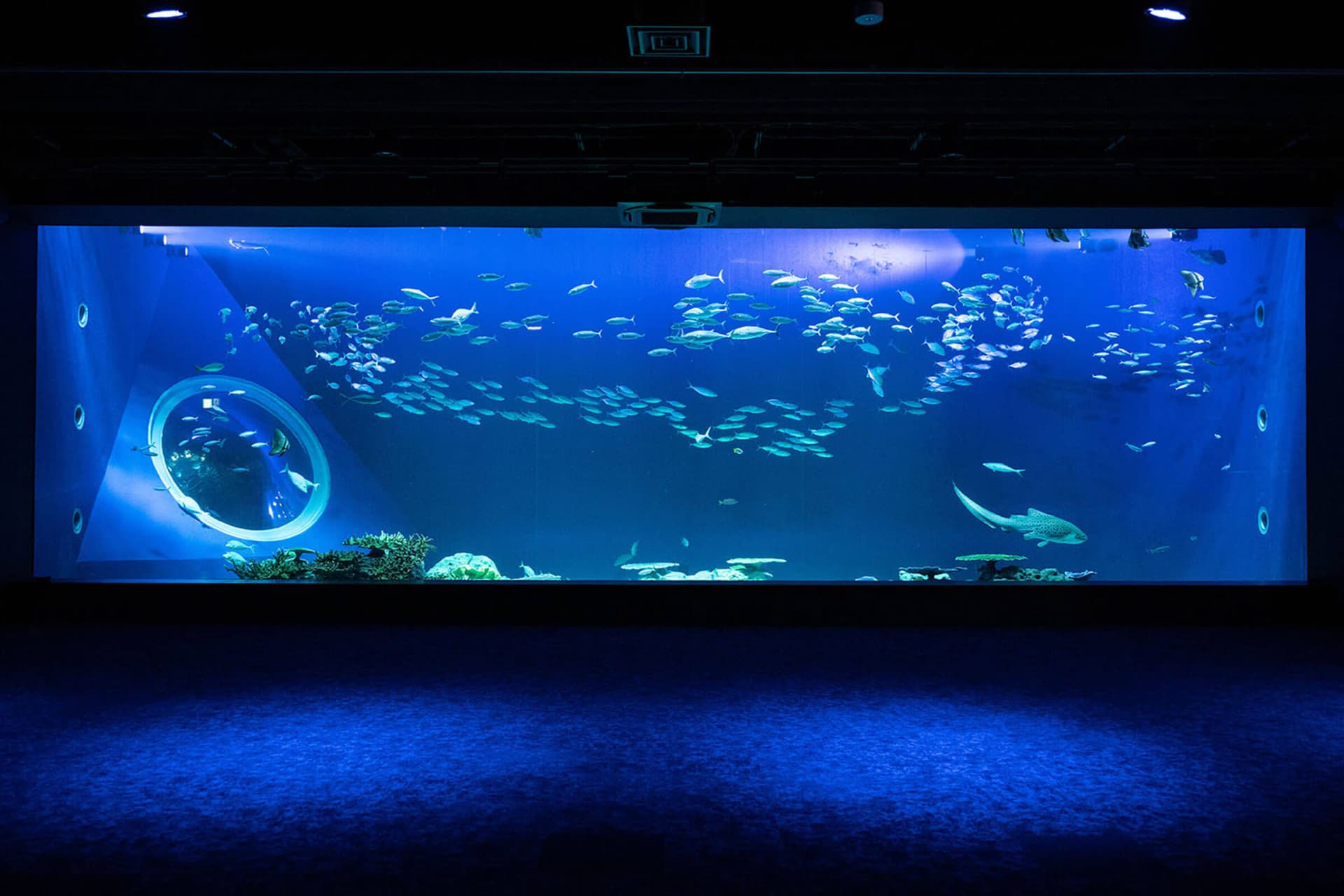 Okinawa DMM Kariyushi Aquarium - image 3