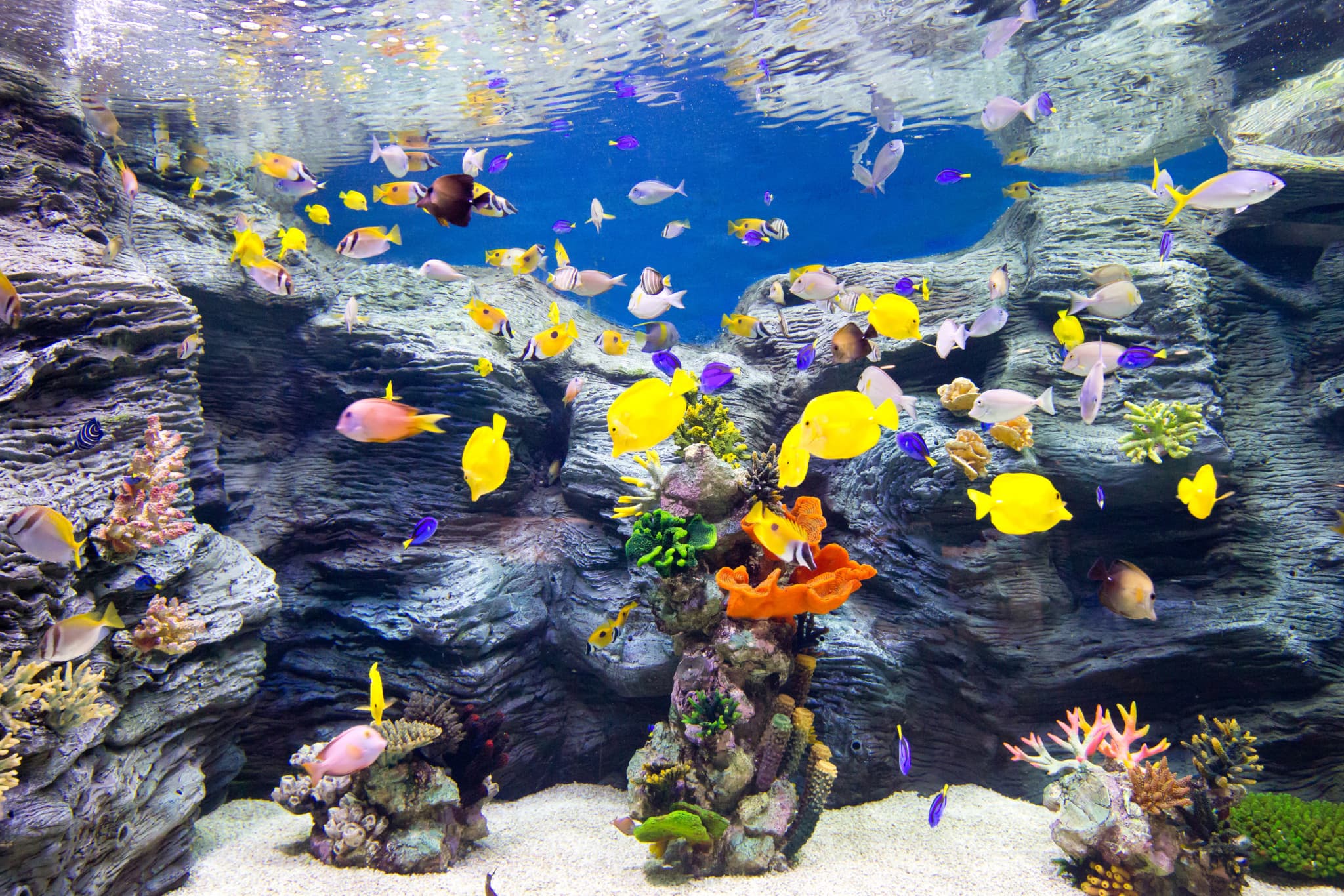 COMBO: Lotte World Adventure Seoul + Lotte World Aquarium + Seoul Sky Observatory Tickets - image 4