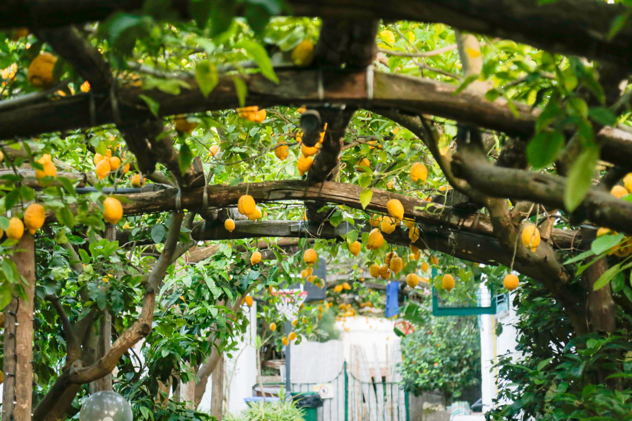 Guided Morning Walking Tour of Sorrento - image 5