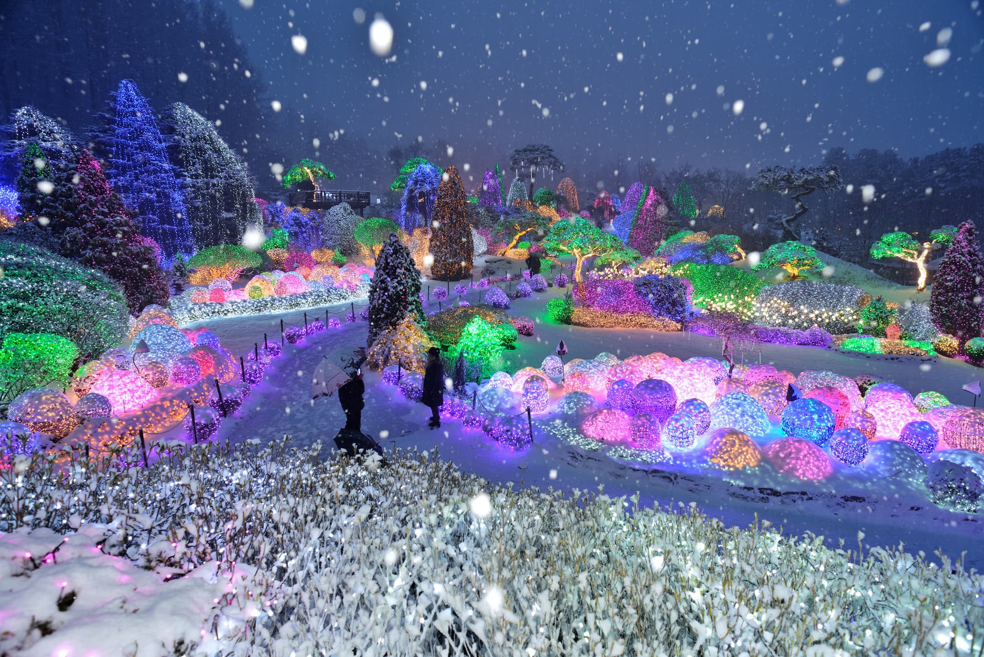 Alpaca World, Nami Island, and Garden of Morning Calm Tour from Seoul - imagen 8