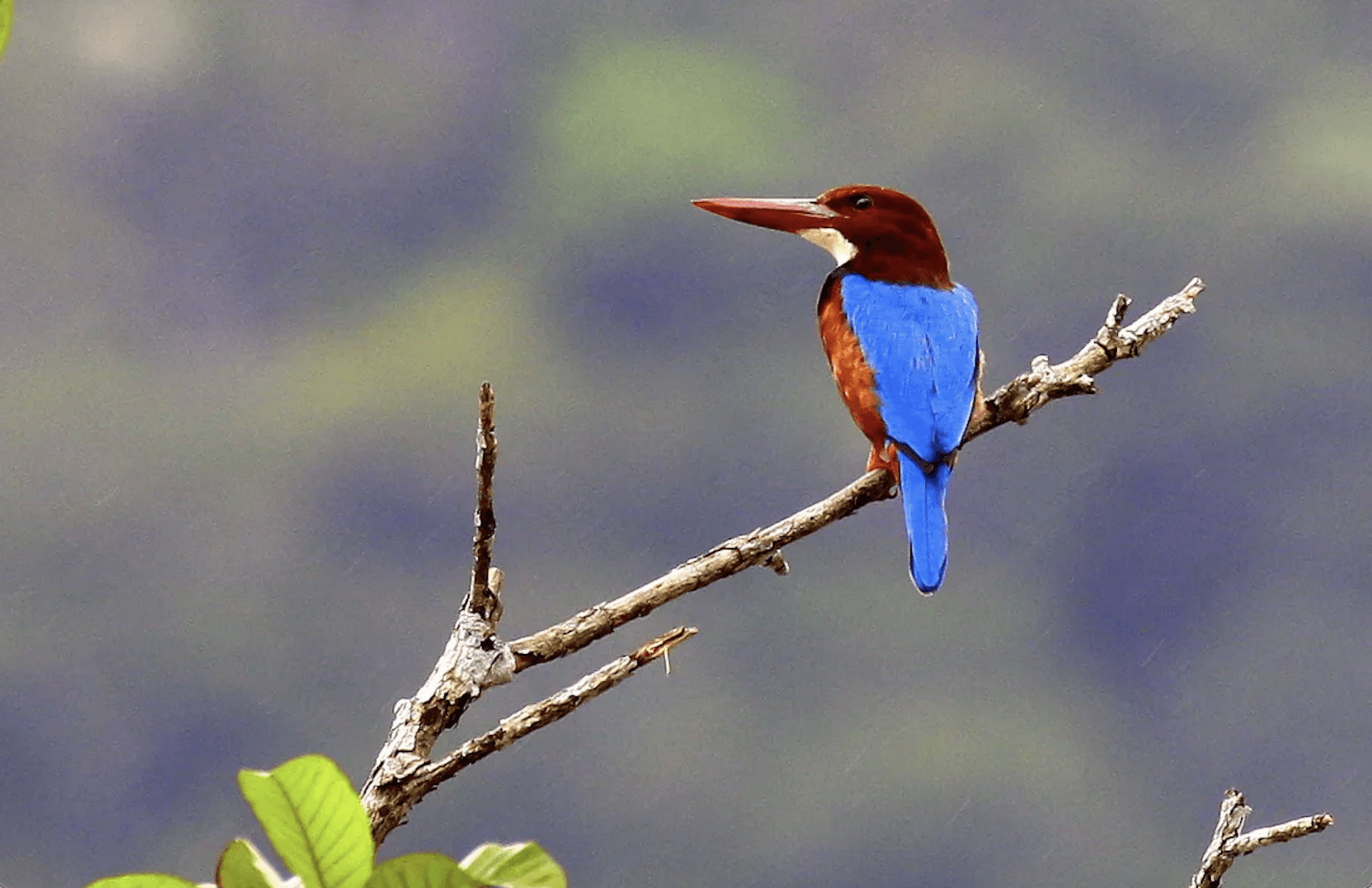 Desaru Coast Birdwatching Experience - image 5