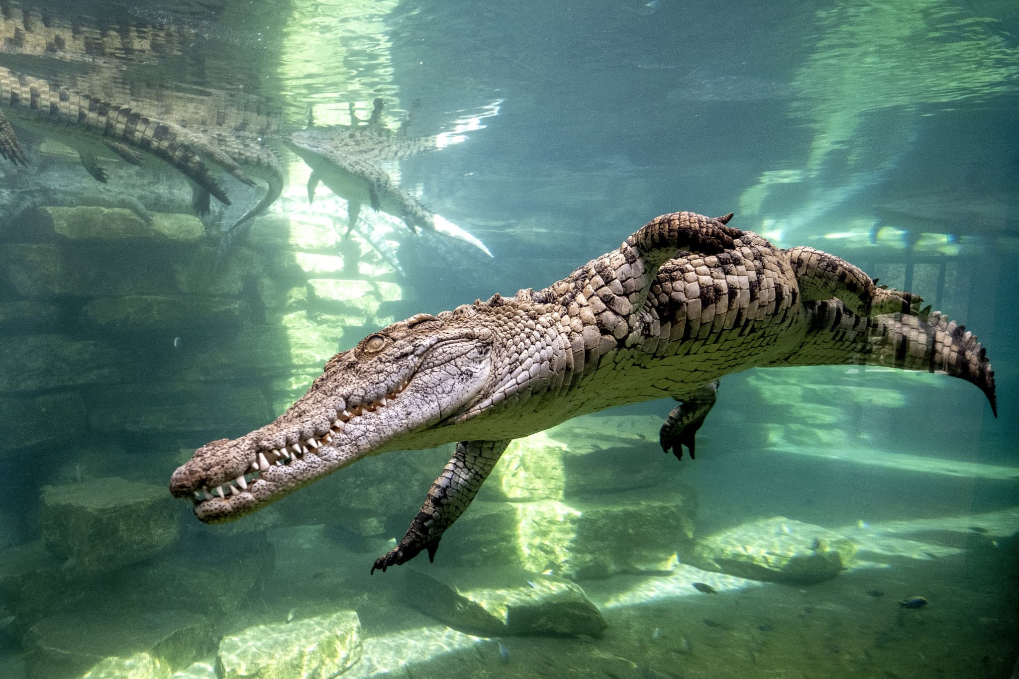 Dubai Crocodile Park - image 2