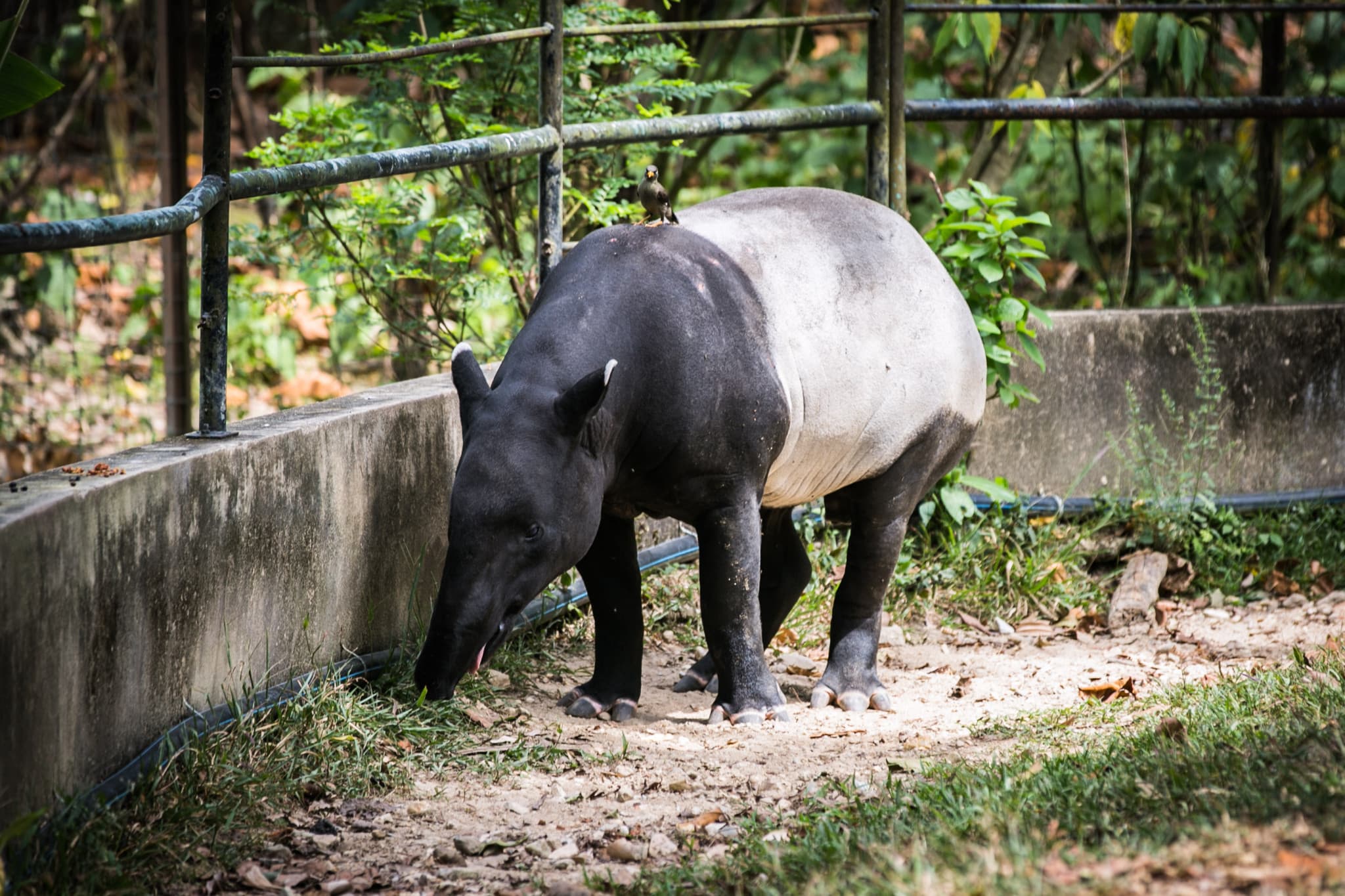 Zoo Negara Malaysia & Panda Conservation Centre Ticket - image 9