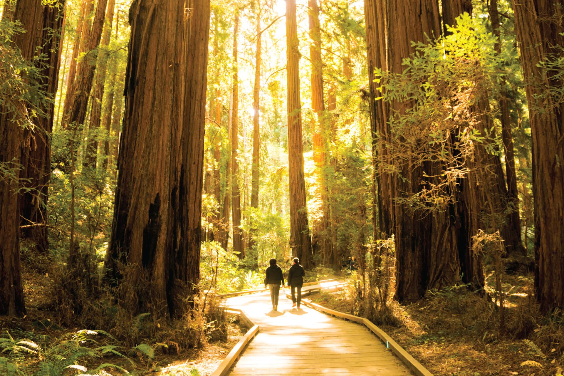 Tour de día completo por los bosques y la región vinícola de San Francisco - imagen 7