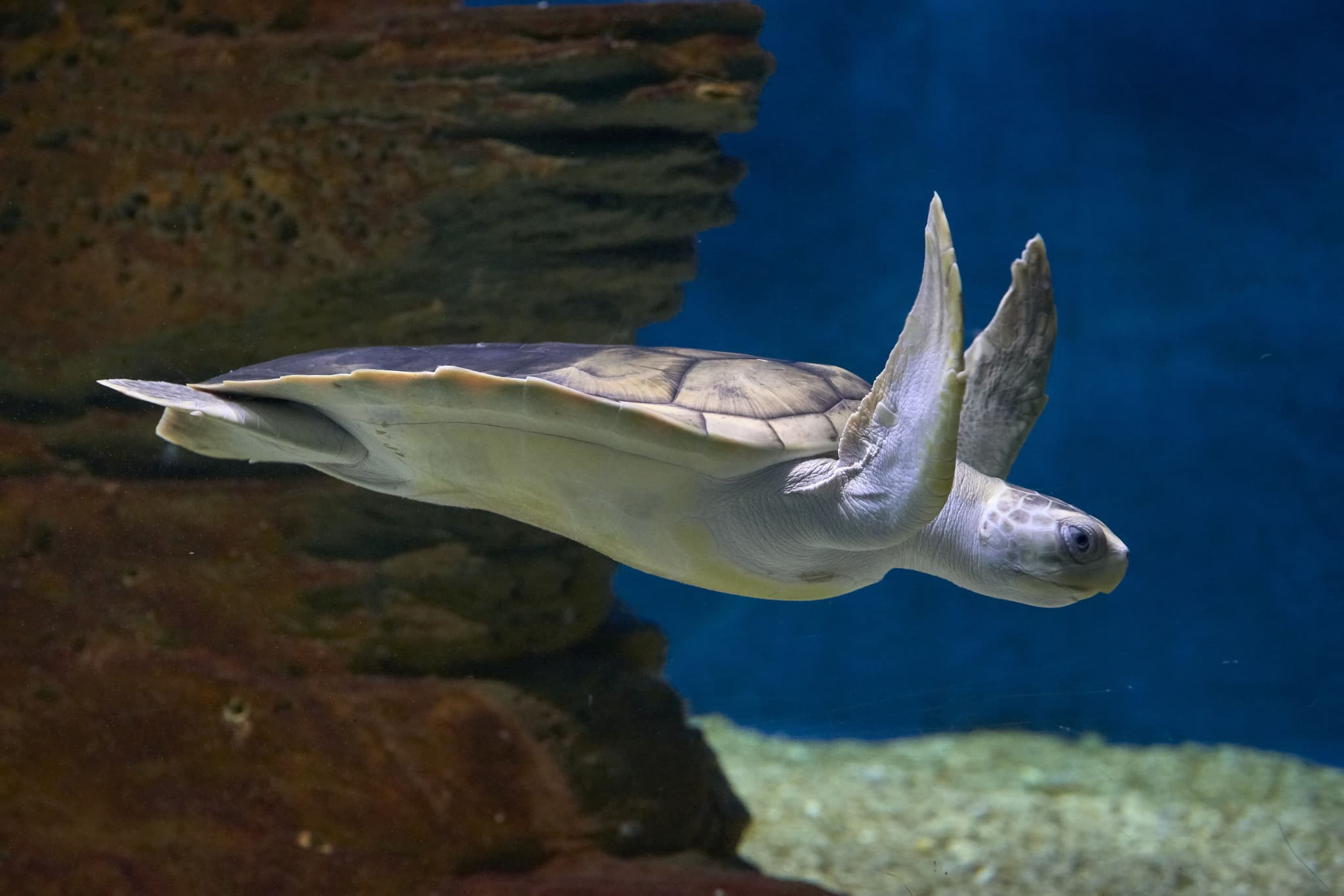 SEA LIFE Melbourne Aquarium Direct Entry Ticket - image 5