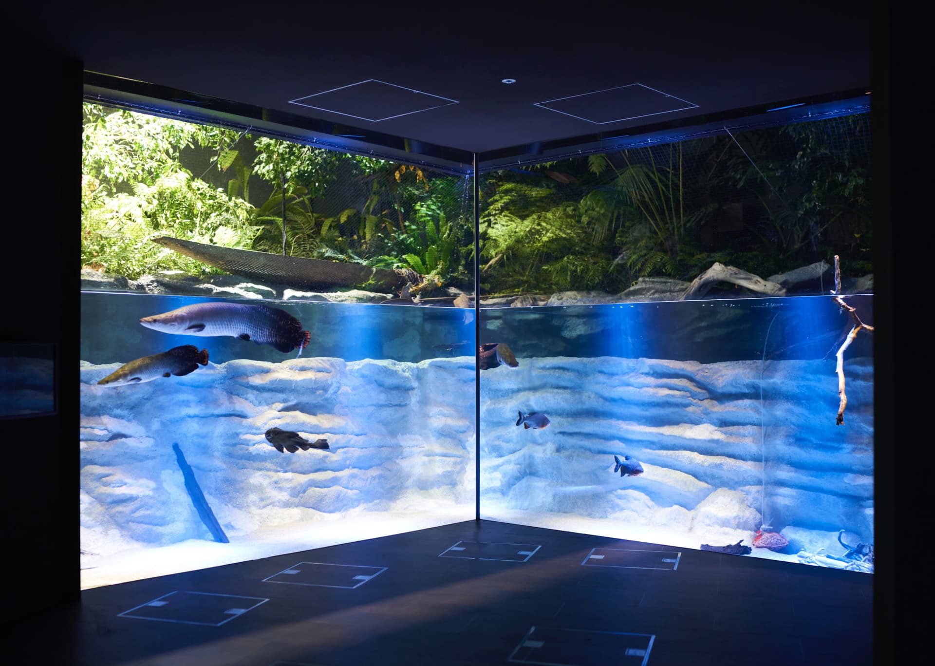 Entrada para el Acuario Kawasaki - imagen principal