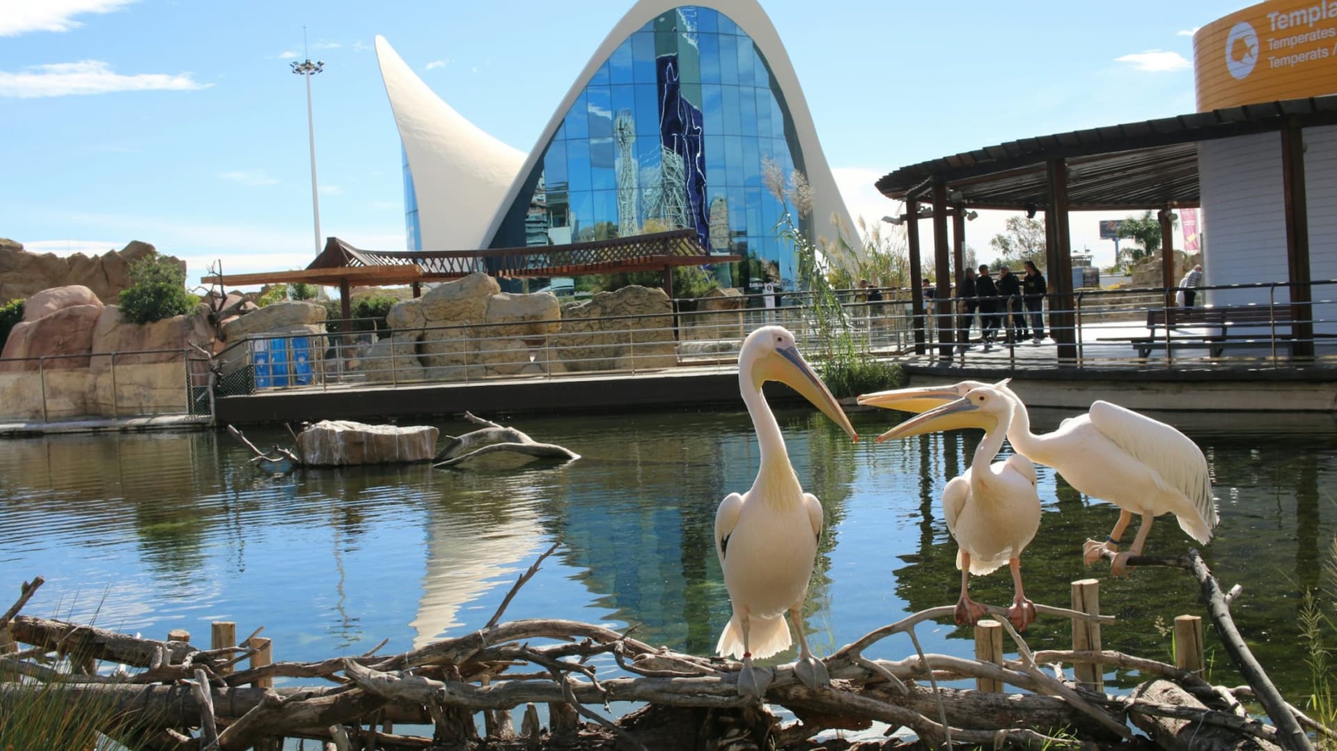 Oceanogràfic de Valencia Ticket - image 6