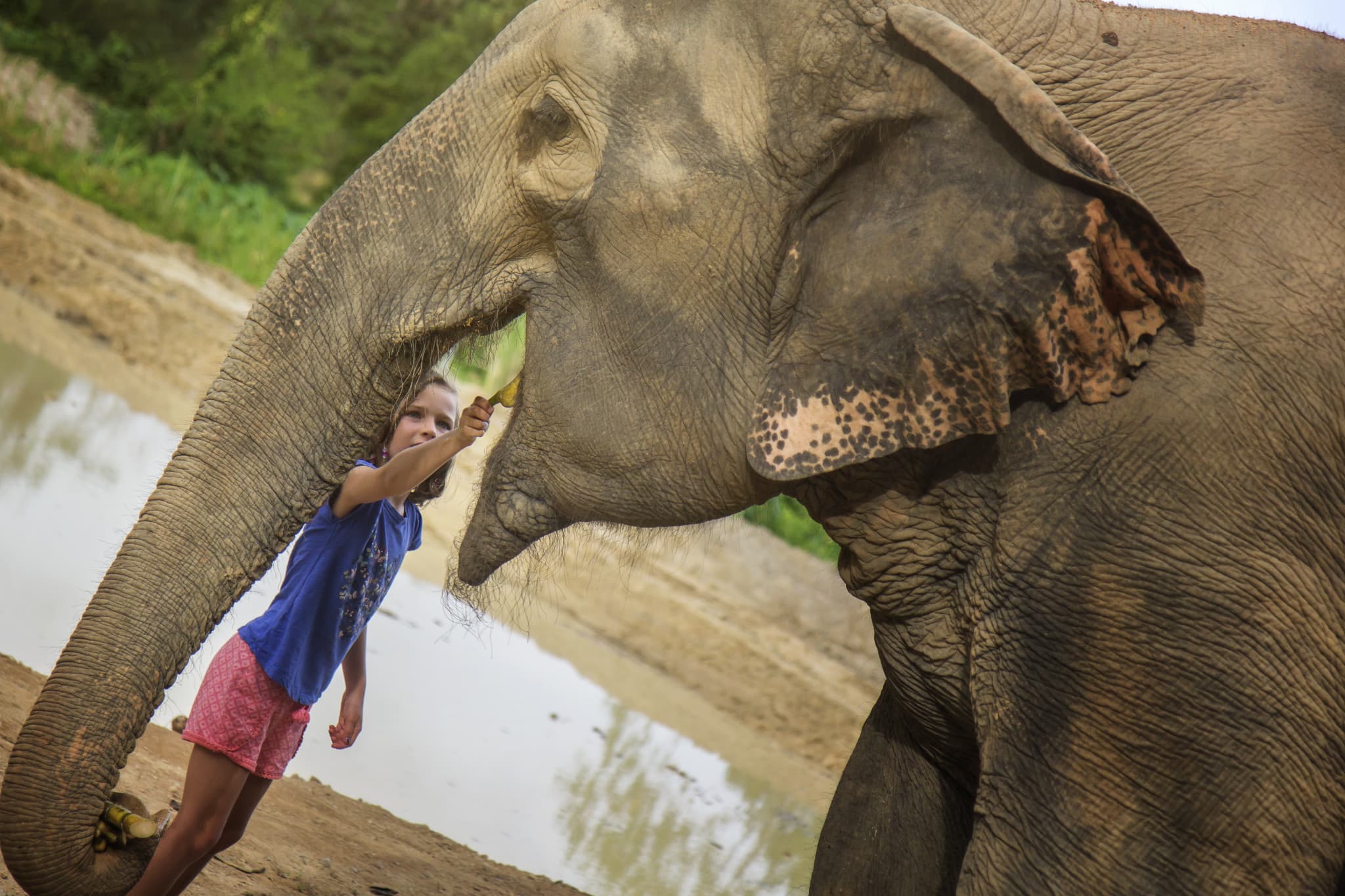 Elephant Jungle Sanctuary Pattaya - image 5
