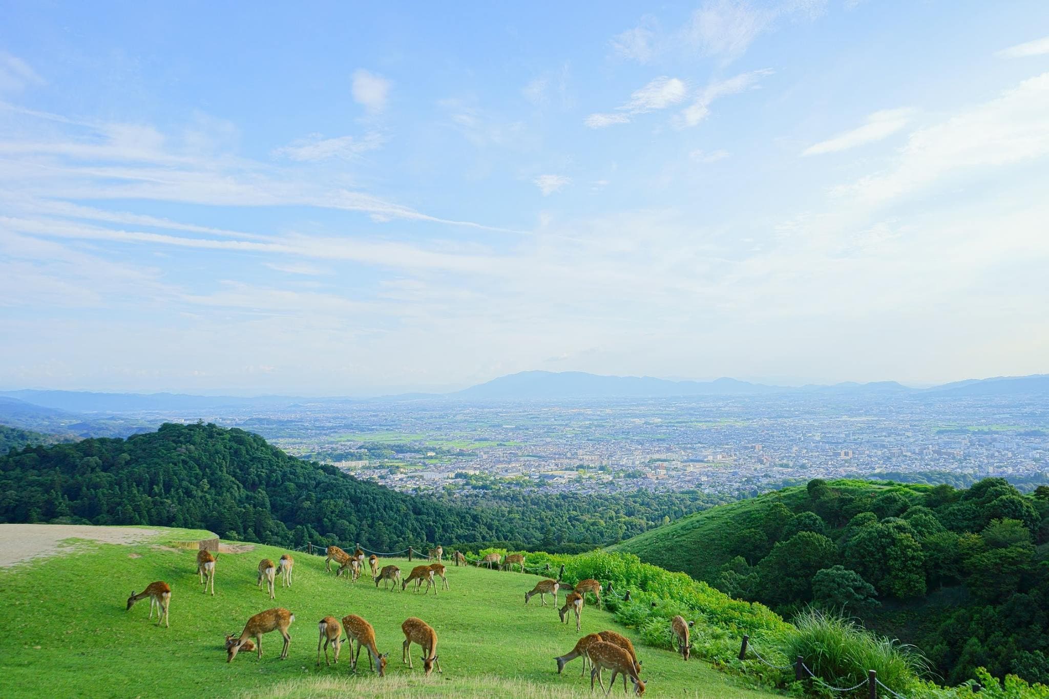 Kyoto and Nara Full-Day Tour from Kyoto - image 4