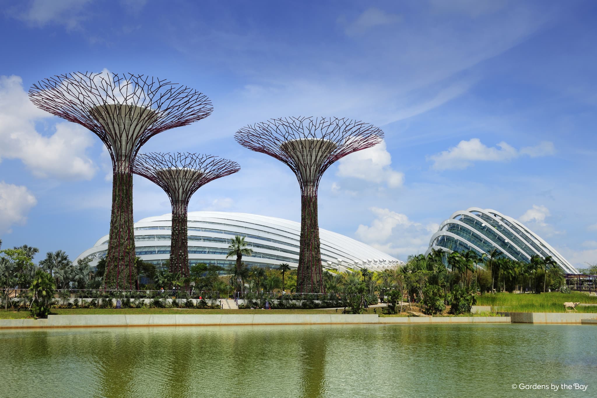 COMBO: Gardens by the Bay + National Orchid Garden Ticket - image 13