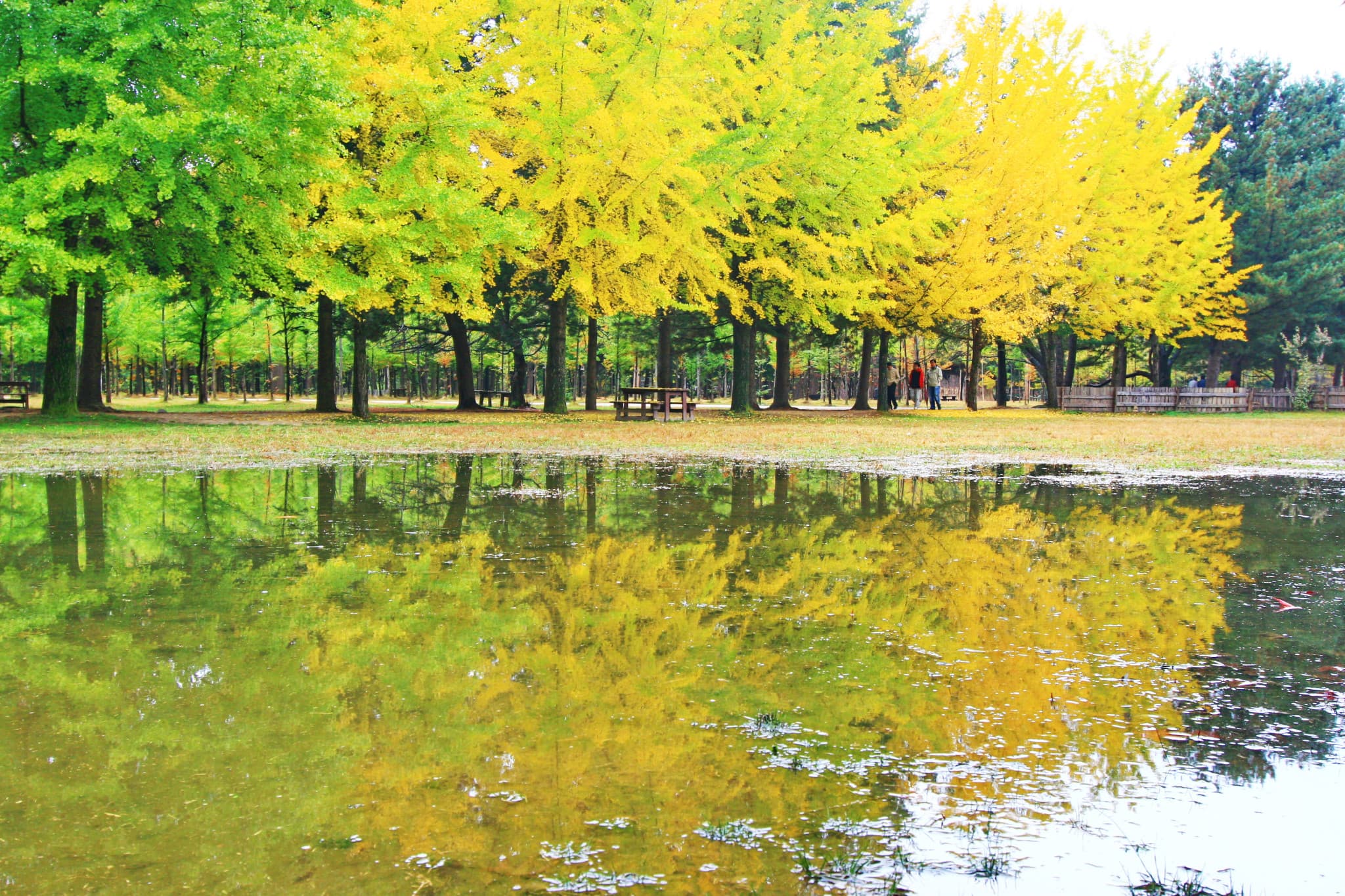Nami Island, Mount Seorak, and Gapyeong Rail Bike Full-Day Tour from Seoul - image 5
