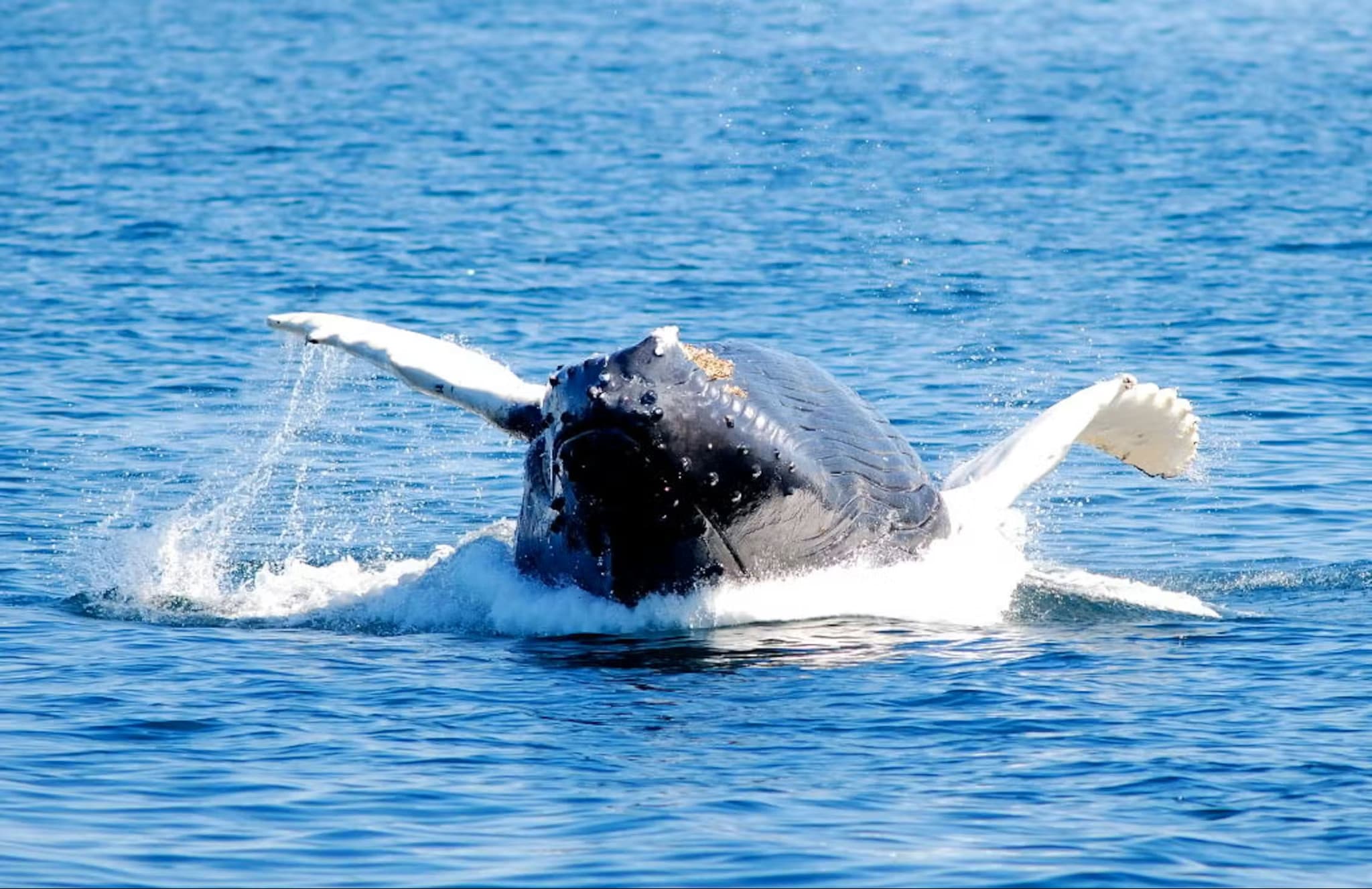 Boston Harbor Whale Watch Cruise - image 6