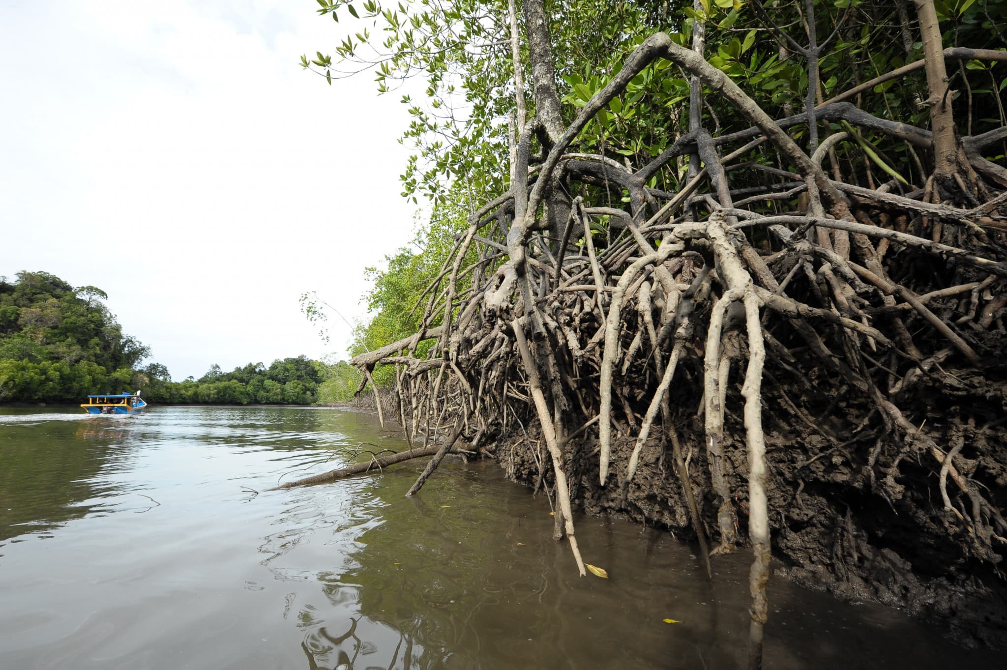 Langkawi Mangrove River Cruise and Snorkeling - image 3