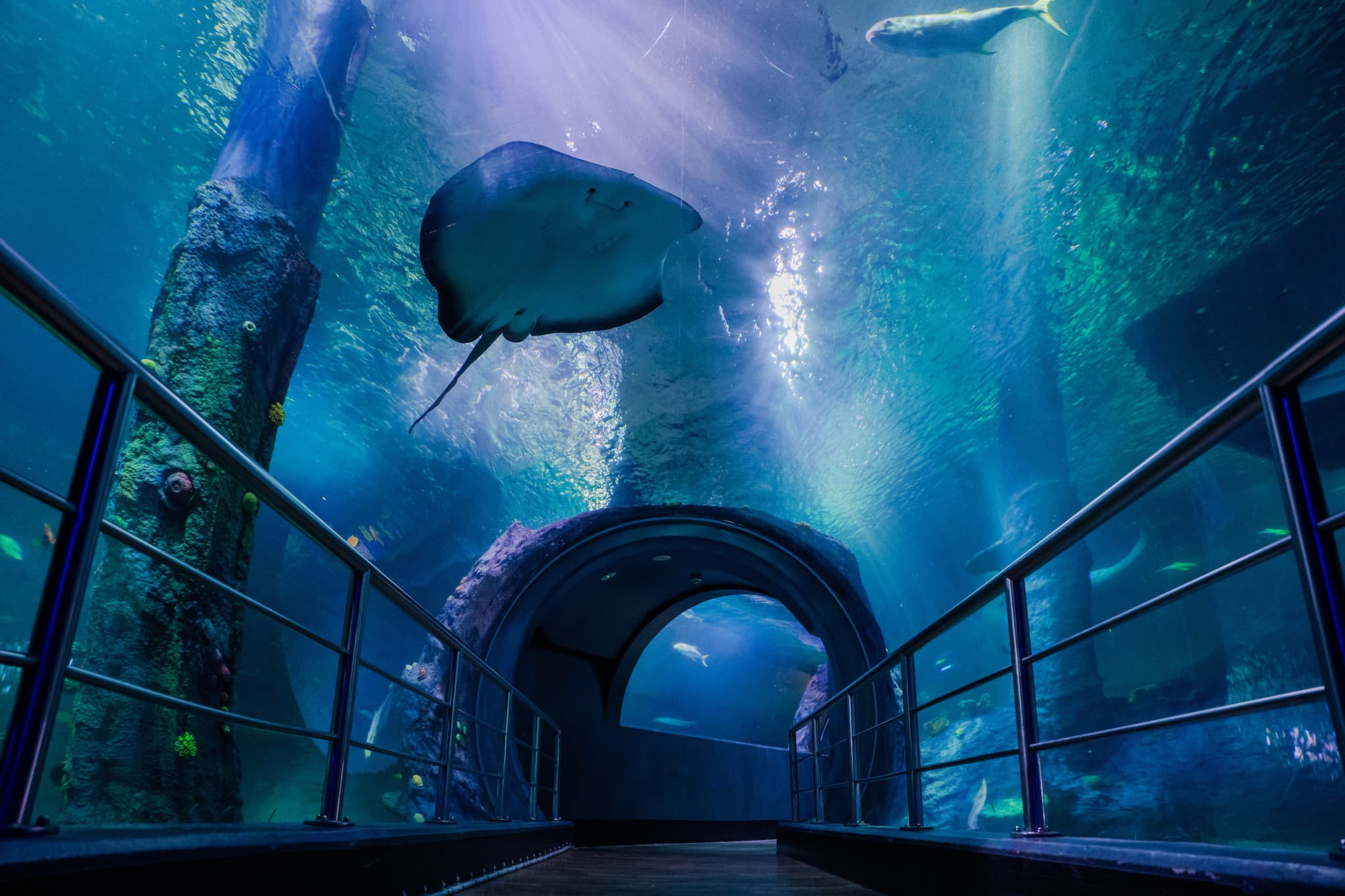 SEA LIFE Melbourne Aquarium Direct Entry Ticket - image 2