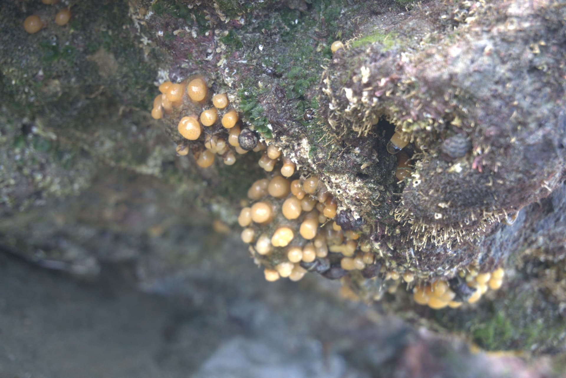 Desaru Beach and Tide Pool Walk - image 23