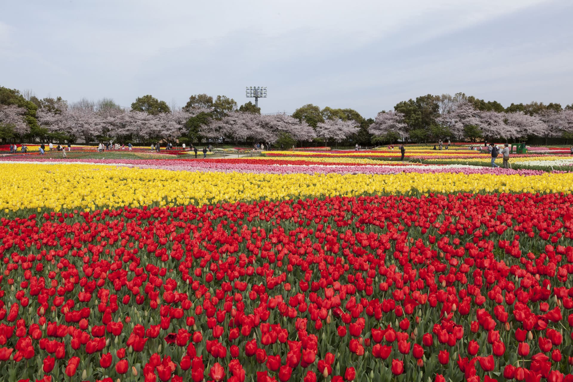 Kintetsu Rail Pass - imagen 5