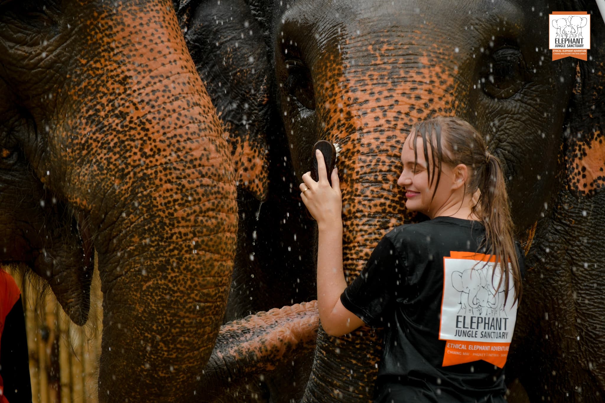 Elephant Jungle Sanctuary Phuket - image 4