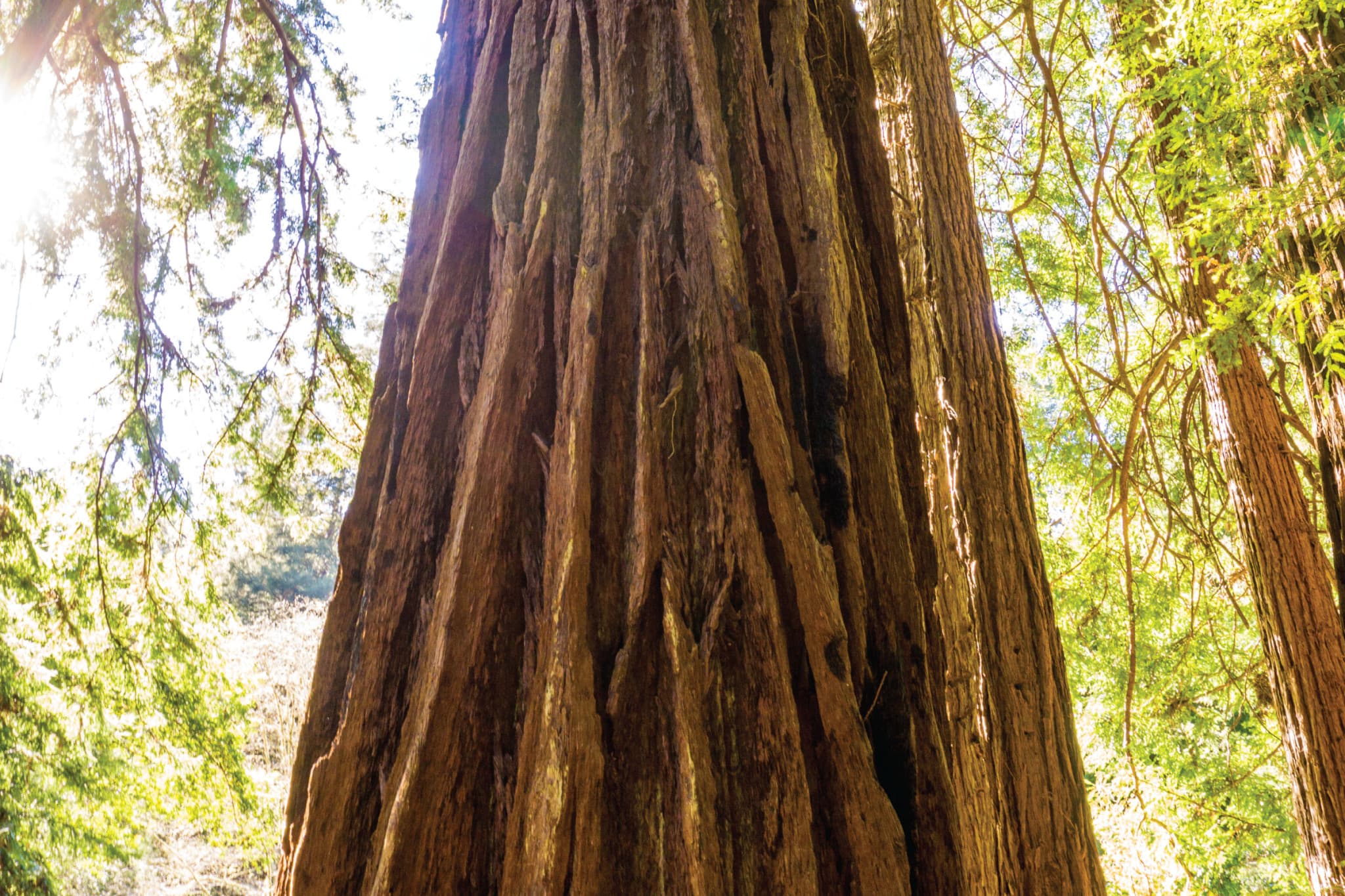 Muir Woods & Sausalito Half-Day Tour - image 6