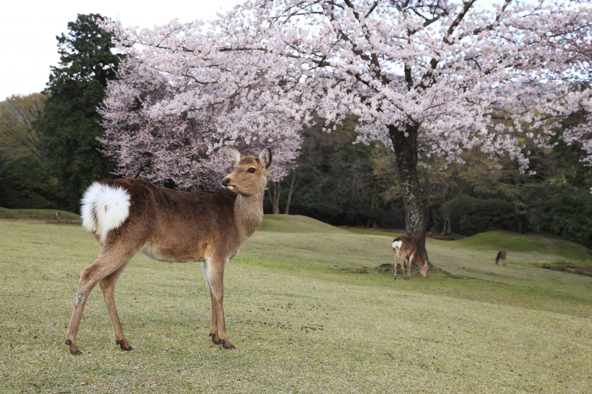 Kintetsu Rail Pass - imagen 3