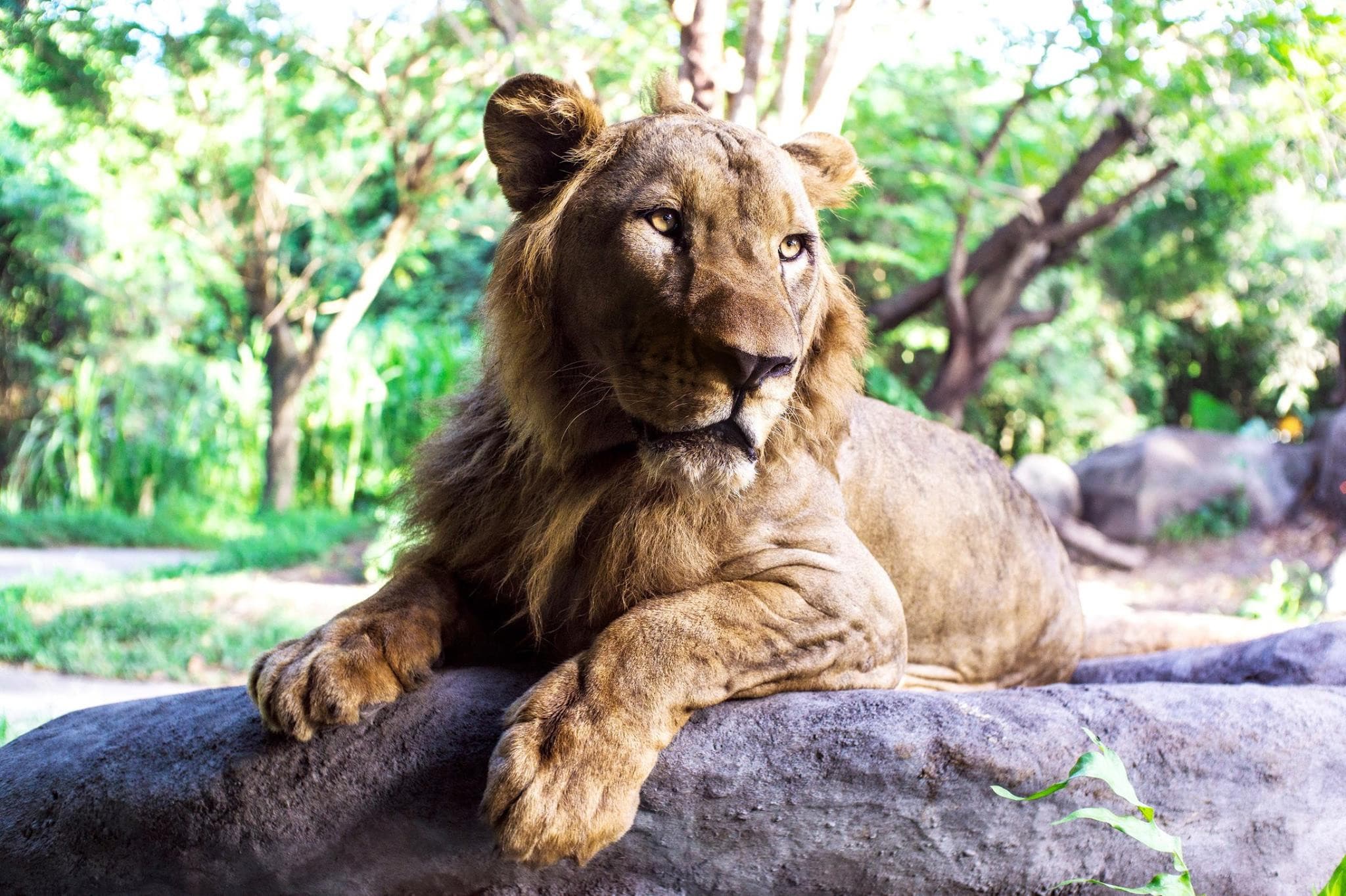 Bali Safari Park Ticket - image 4