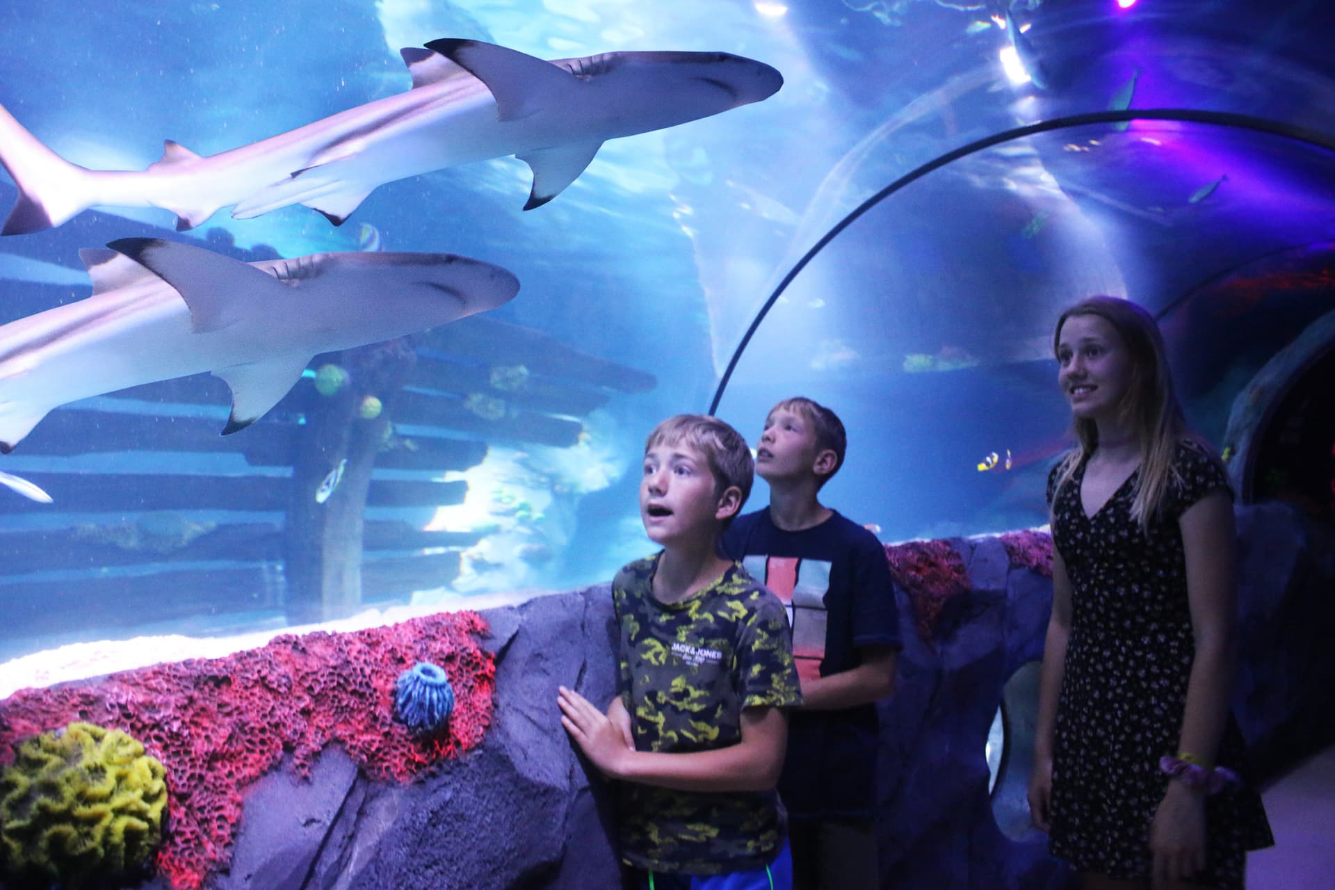 SEA LIFE Konstanz Aquarium Ticket - imagen 2