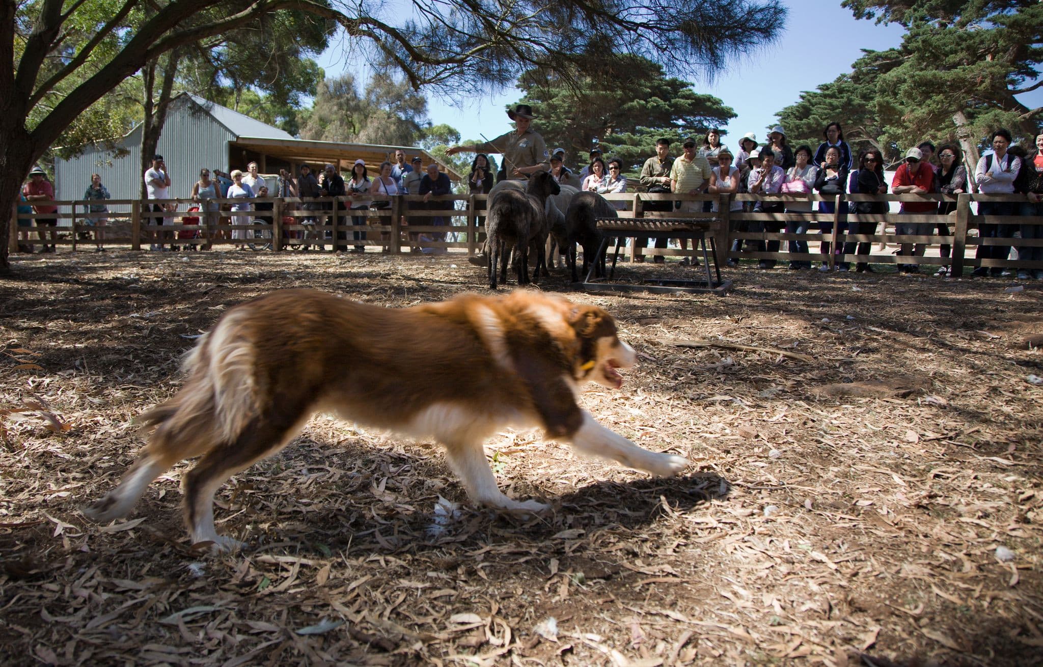Churchill Island Ticket - image 4