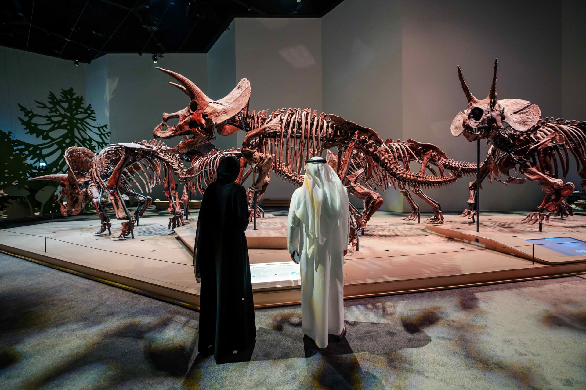 Natural History Museum Abu Dhabi Ticket - main image