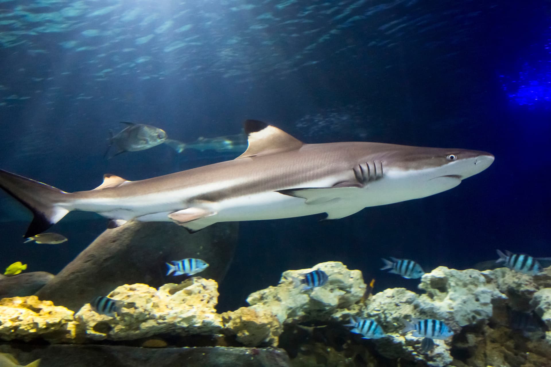 Entrada al acuario SEA LIFE Hannover - imagen 4