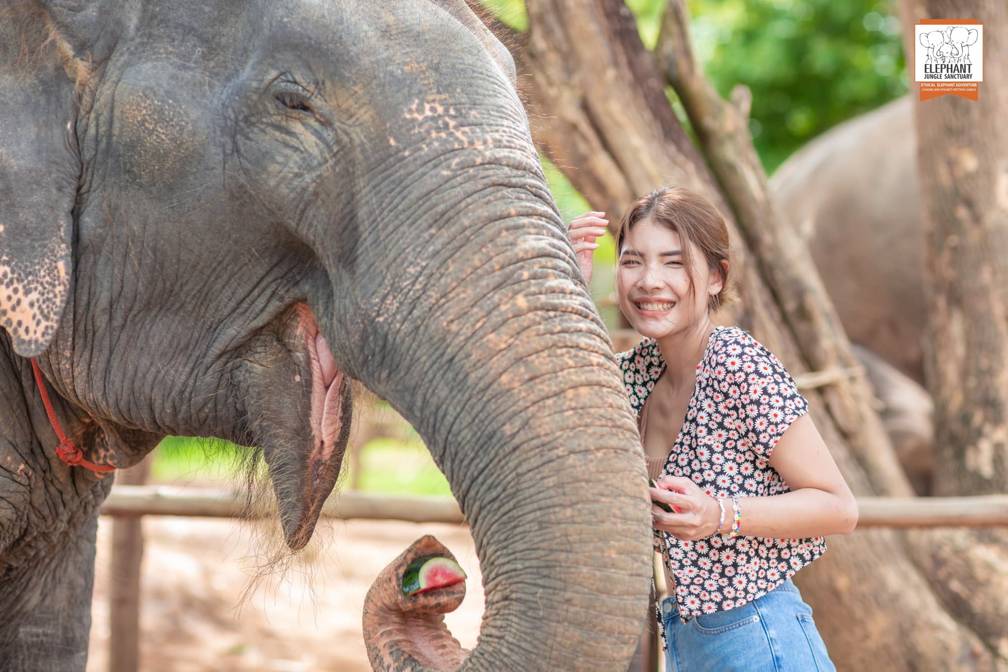Elephant Jungle Sanctuary Phuket - image 2
