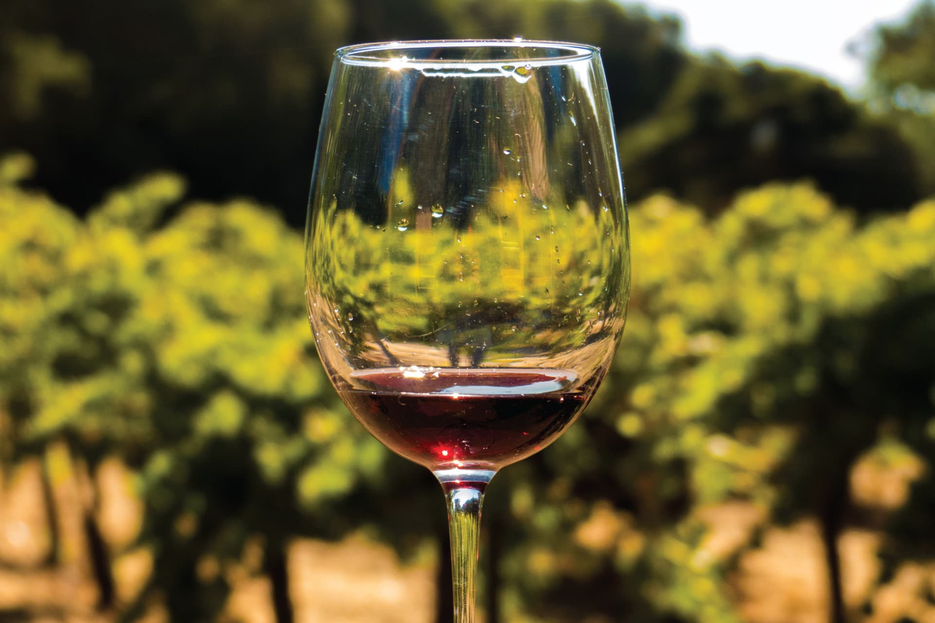 San Francisco Half-Day Wine Country Tour - image 4