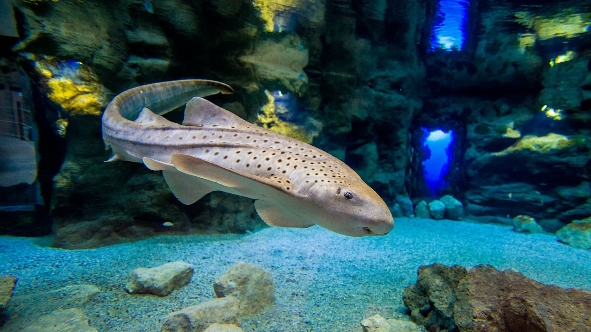 Poema del Mar - Aquarium Gran Canaria: Skip The Line Ticket - image 5