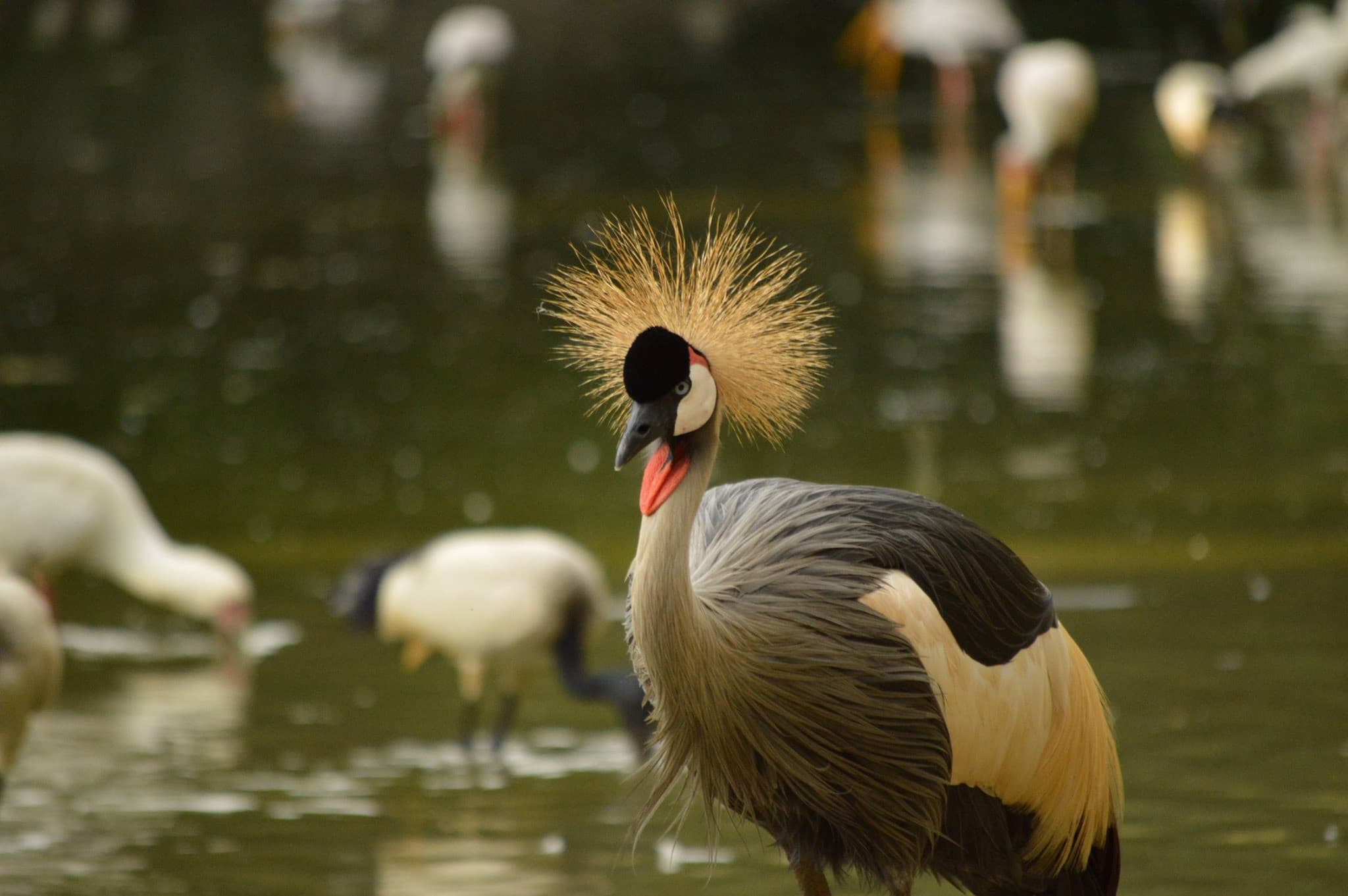 Neo Park Okinawa - image 4