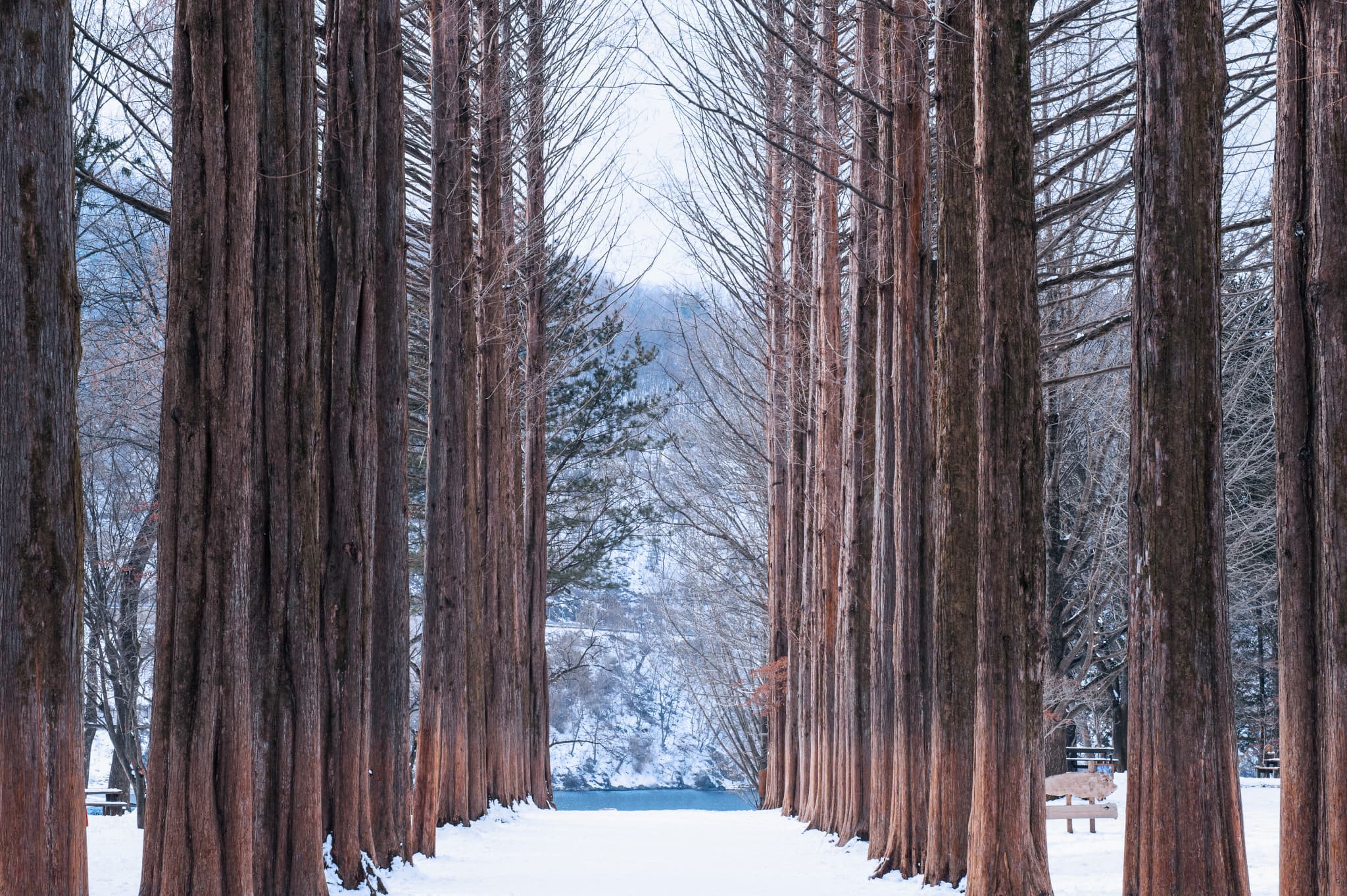 Nami Island and Garden of Morning Calm Tour from Seoul - image 3