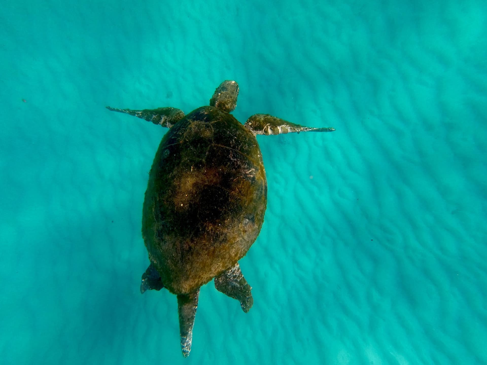 Moreton Island 1-Day Adventure Tour with Kayaking and Sandboarding - image 18