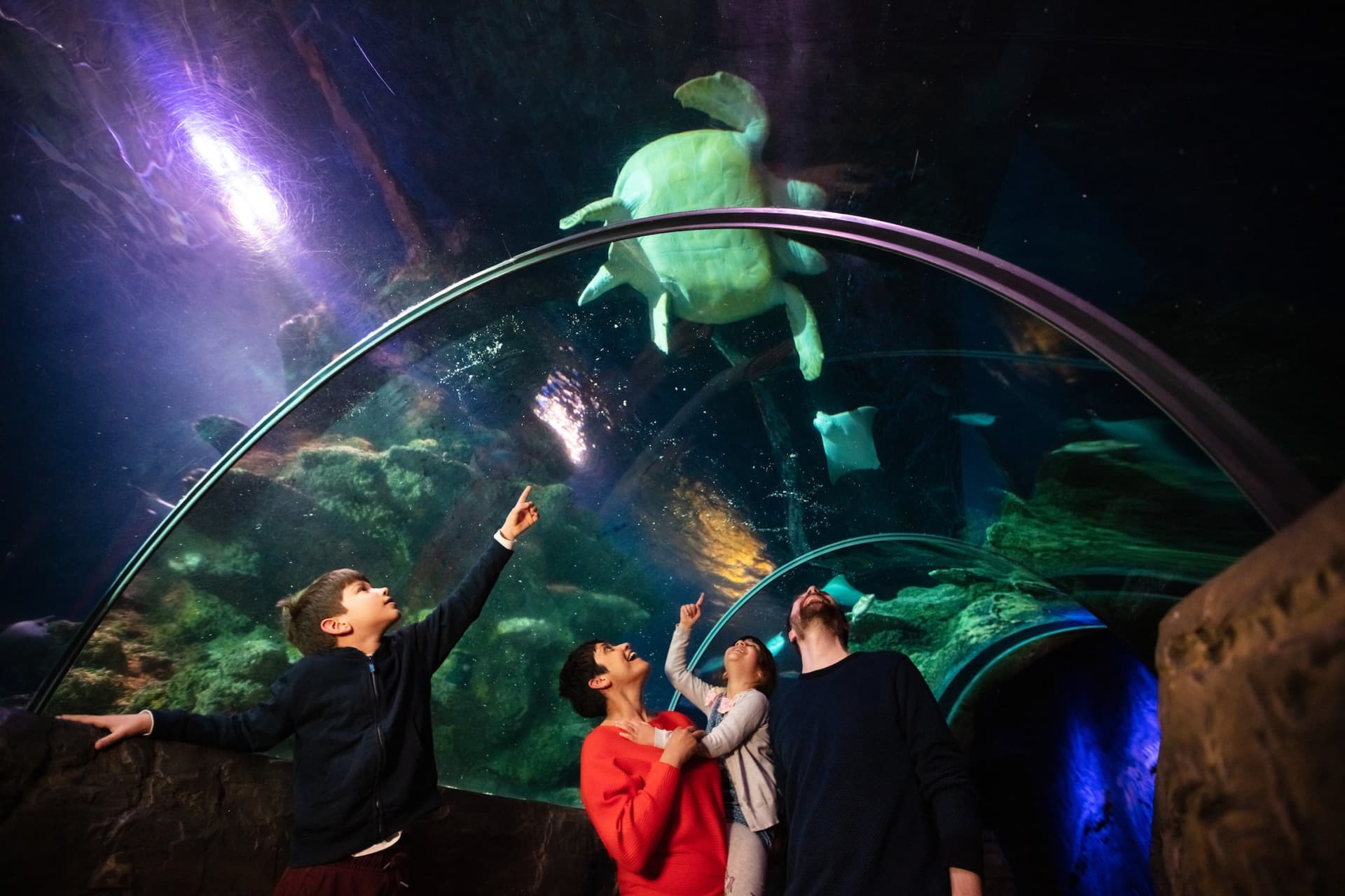 COMBO: SEA LIFE London Aquarium Ticket + London Hop-on Hop-off Bus Tour - imagen principal